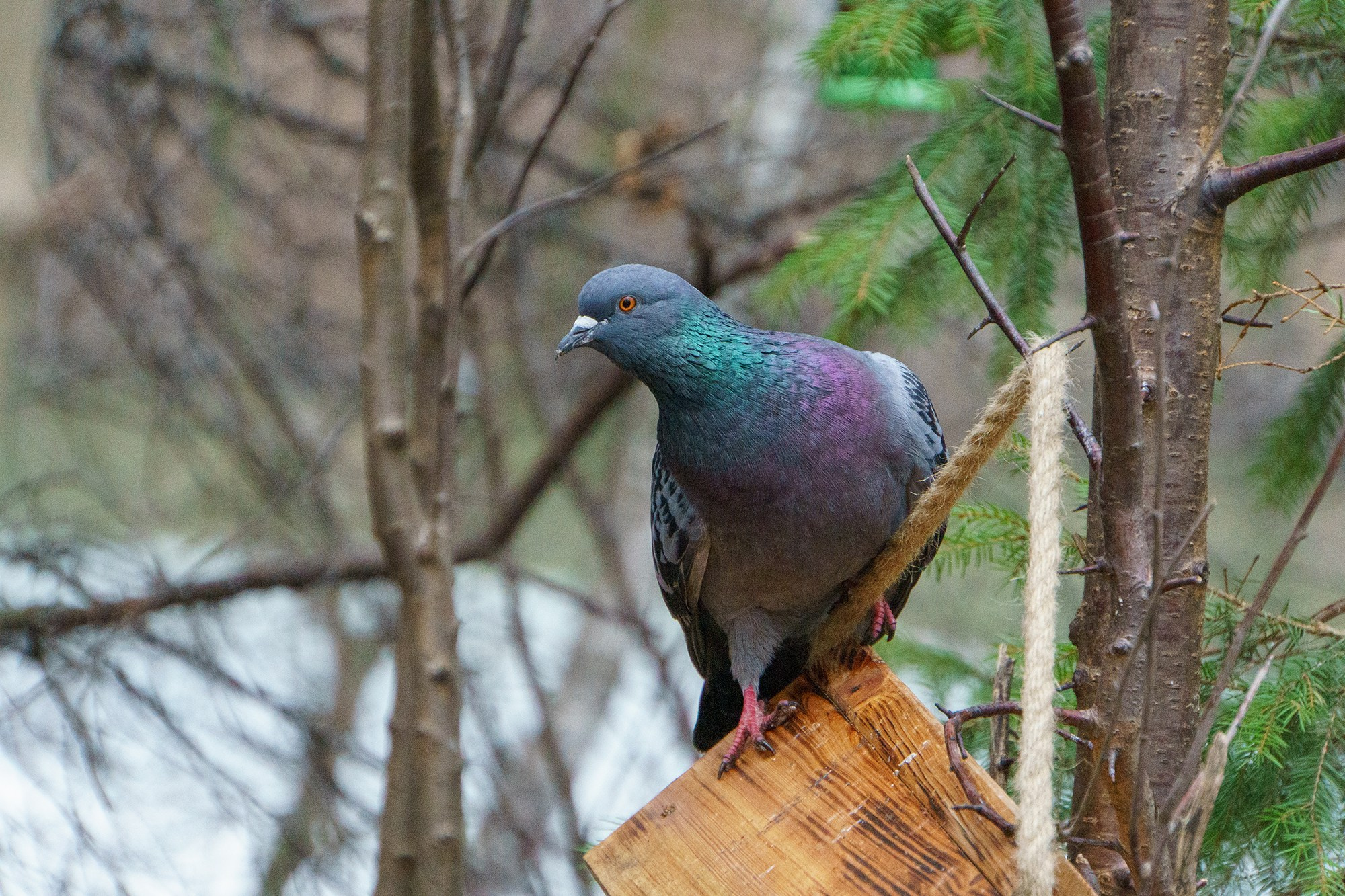 Удивительные мир птиц. Вокруг нас столько прекрасного — присмотритесь!. Ваш личный фотограф Марина Волкова