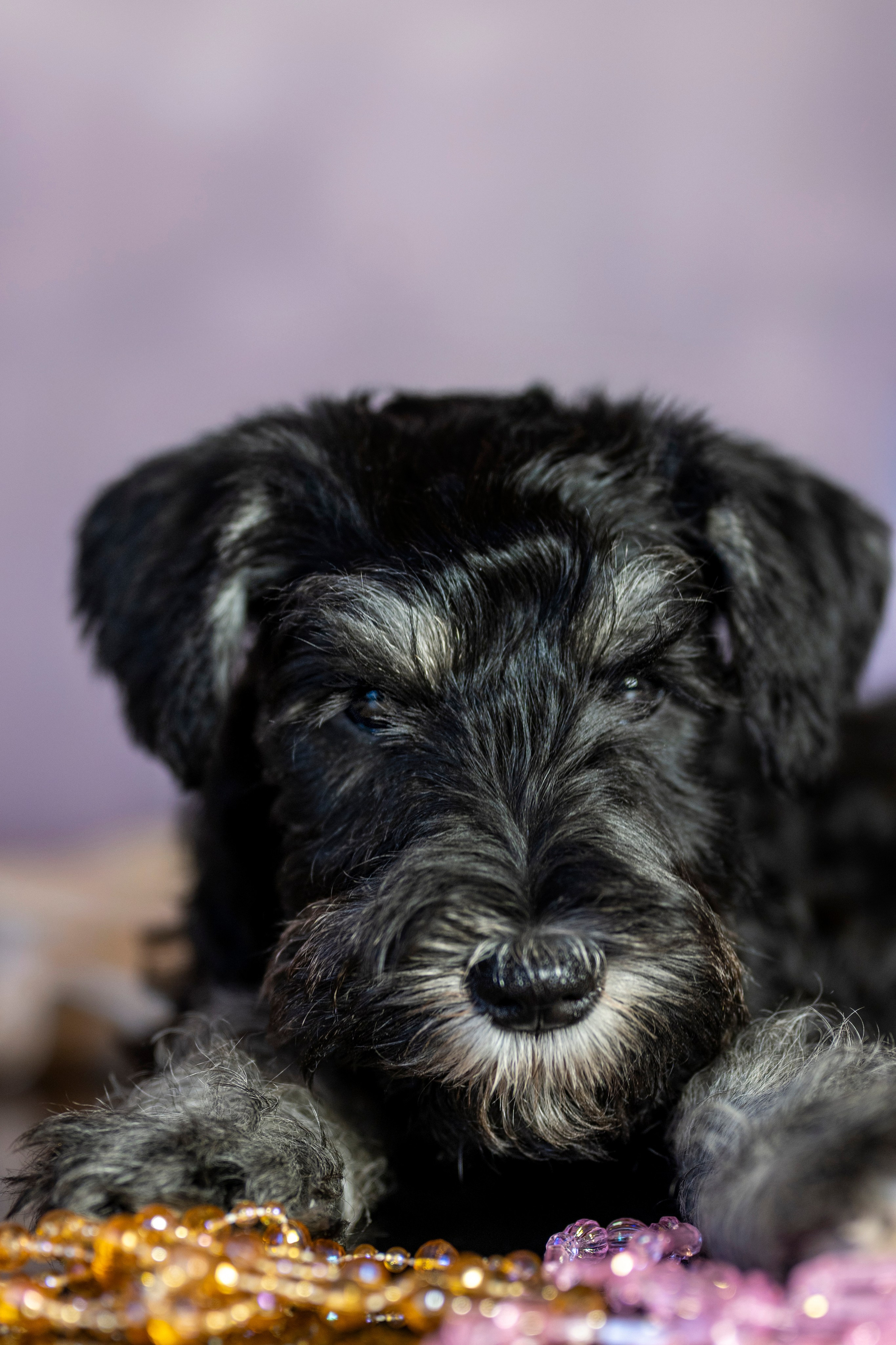 Маленькие цверги. Фотограф анималист в Санкт-Петербурге Таша Крейв