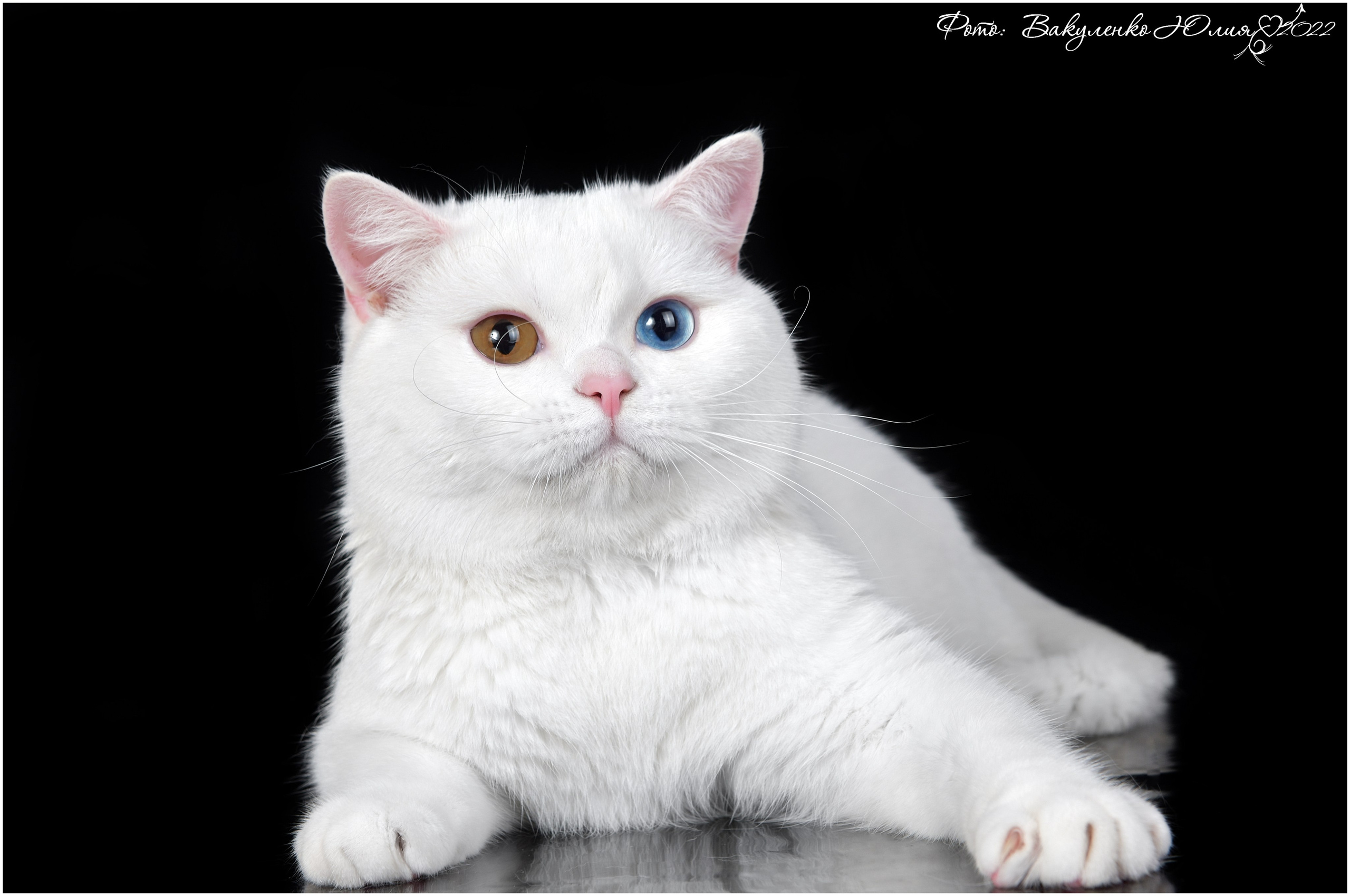 Взрослые. Фотограф анималист | семейный Юлия Вакуленко, г. Краснодар