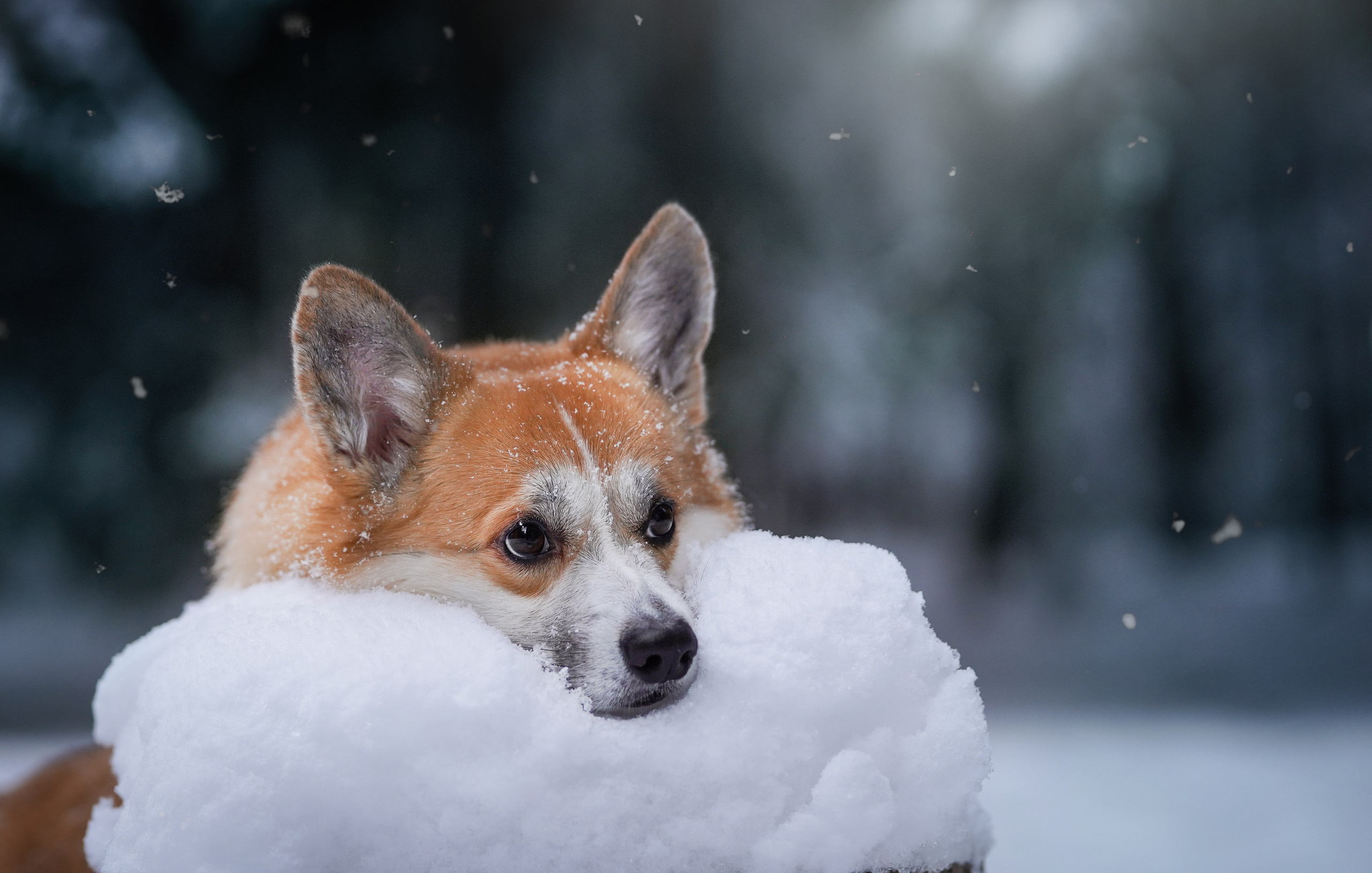 Катя Рокки и Честер. Фотограф-анималист в Санкт-Петербурге Яна Мартынова