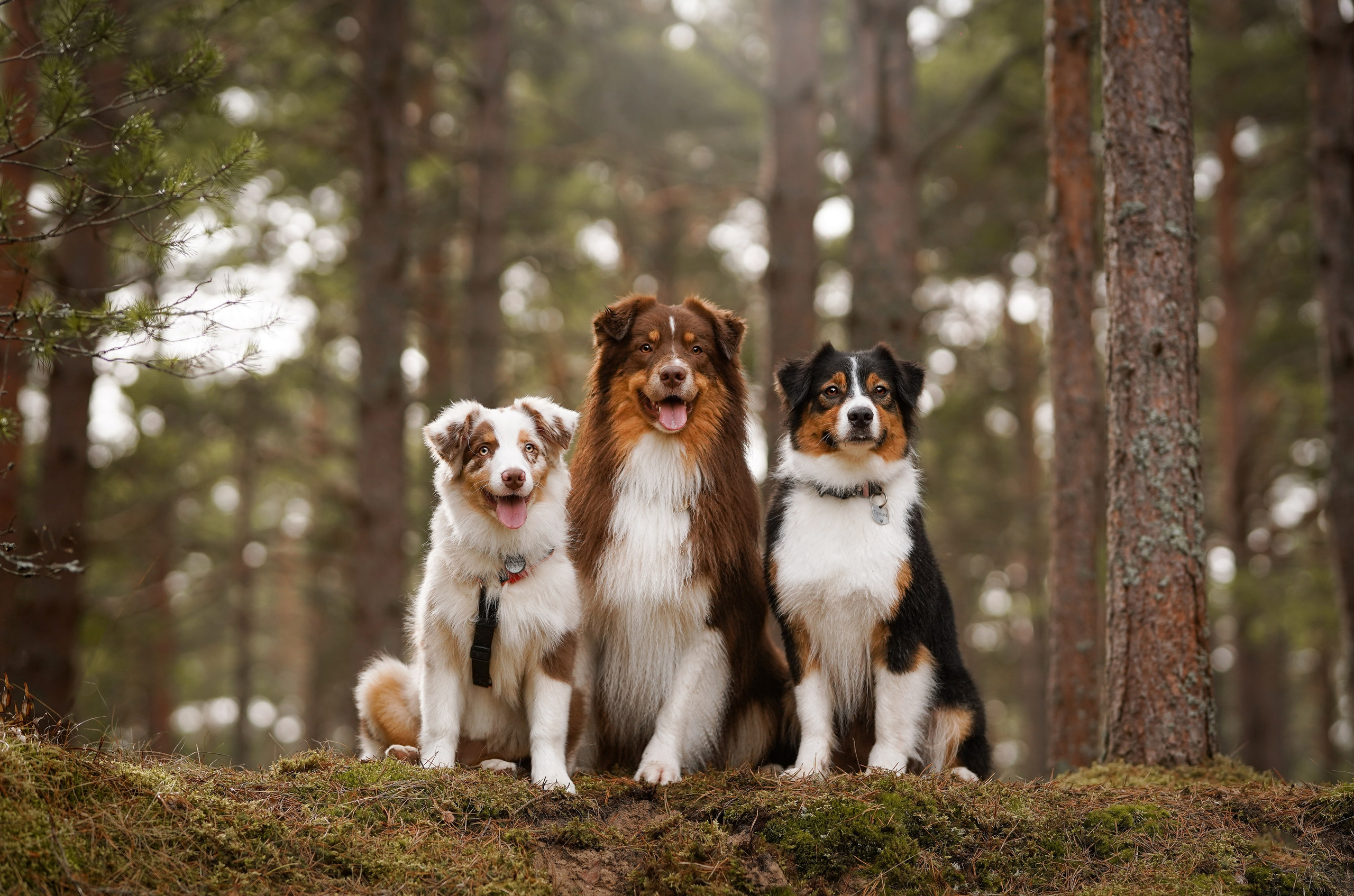 Аусси на Ладоге. Фотограф-анималист в Санкт-Петербурге Яна Мартынова