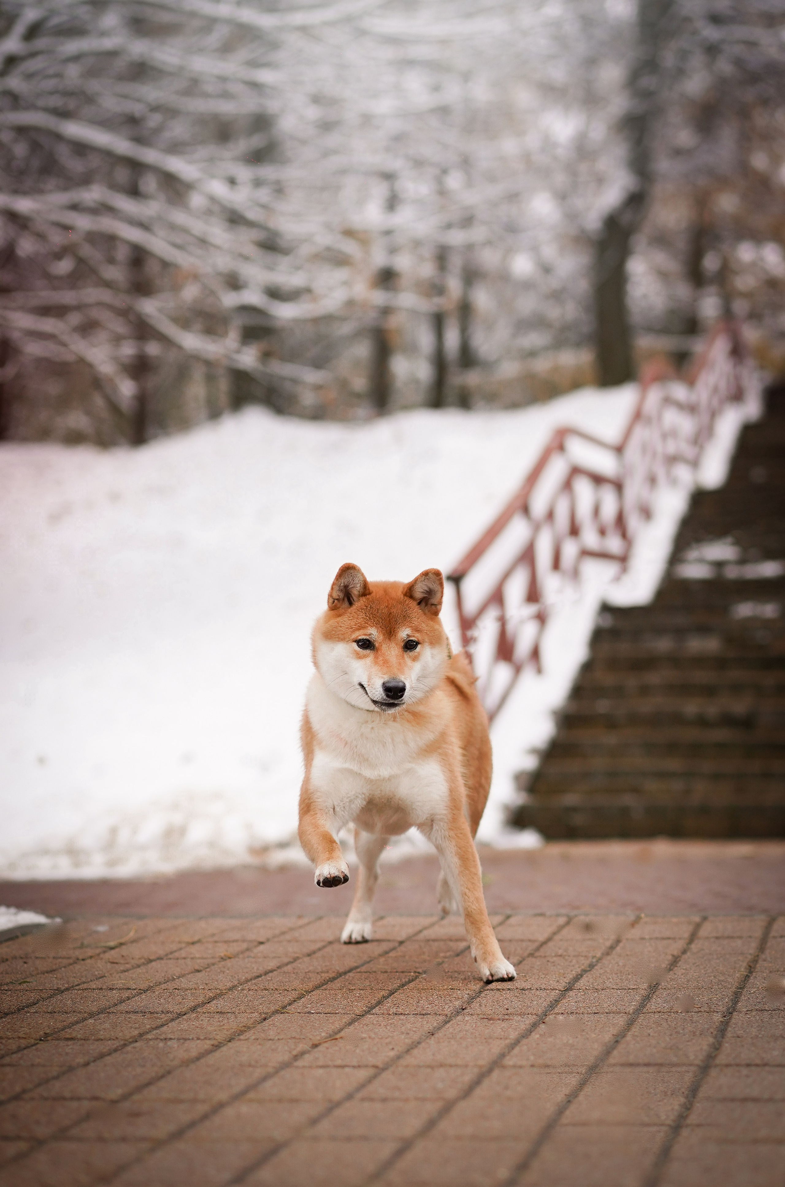 Алина и Юми. Фотограф-анималист в Санкт-Петербурге Яна Мартынова