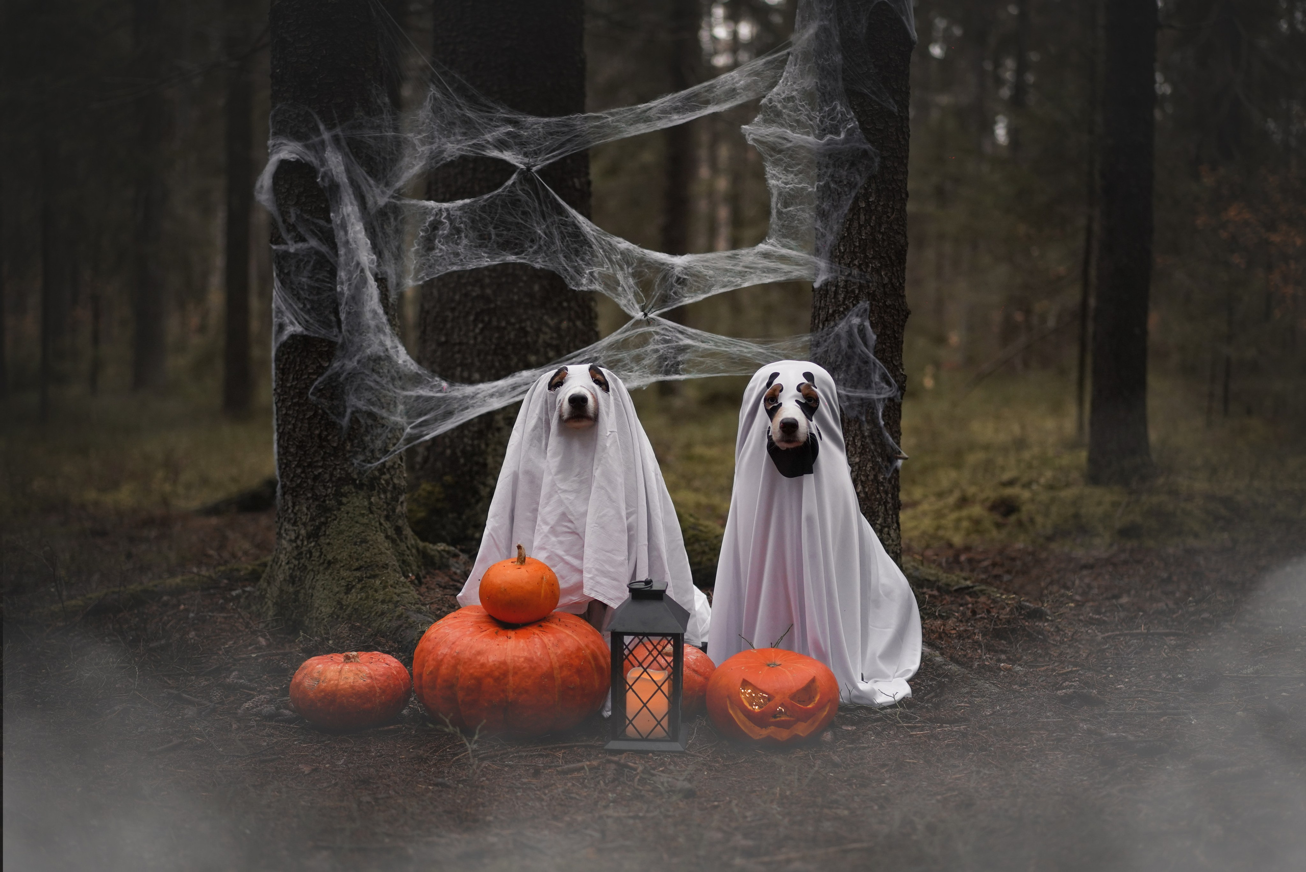 Аусси Хэллоуин 24. Фотограф-анималист в Санкт-Петербурге Яна Мартынова