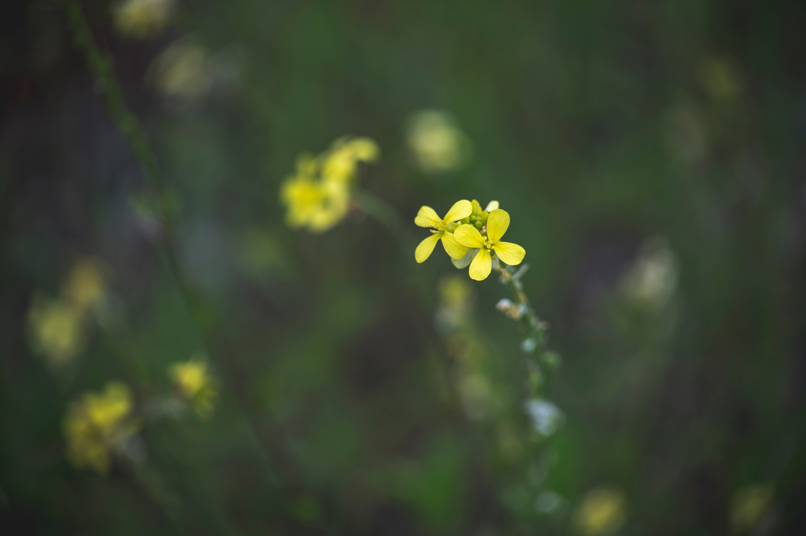 Крым май 2022. Фотограф Роман Адлер