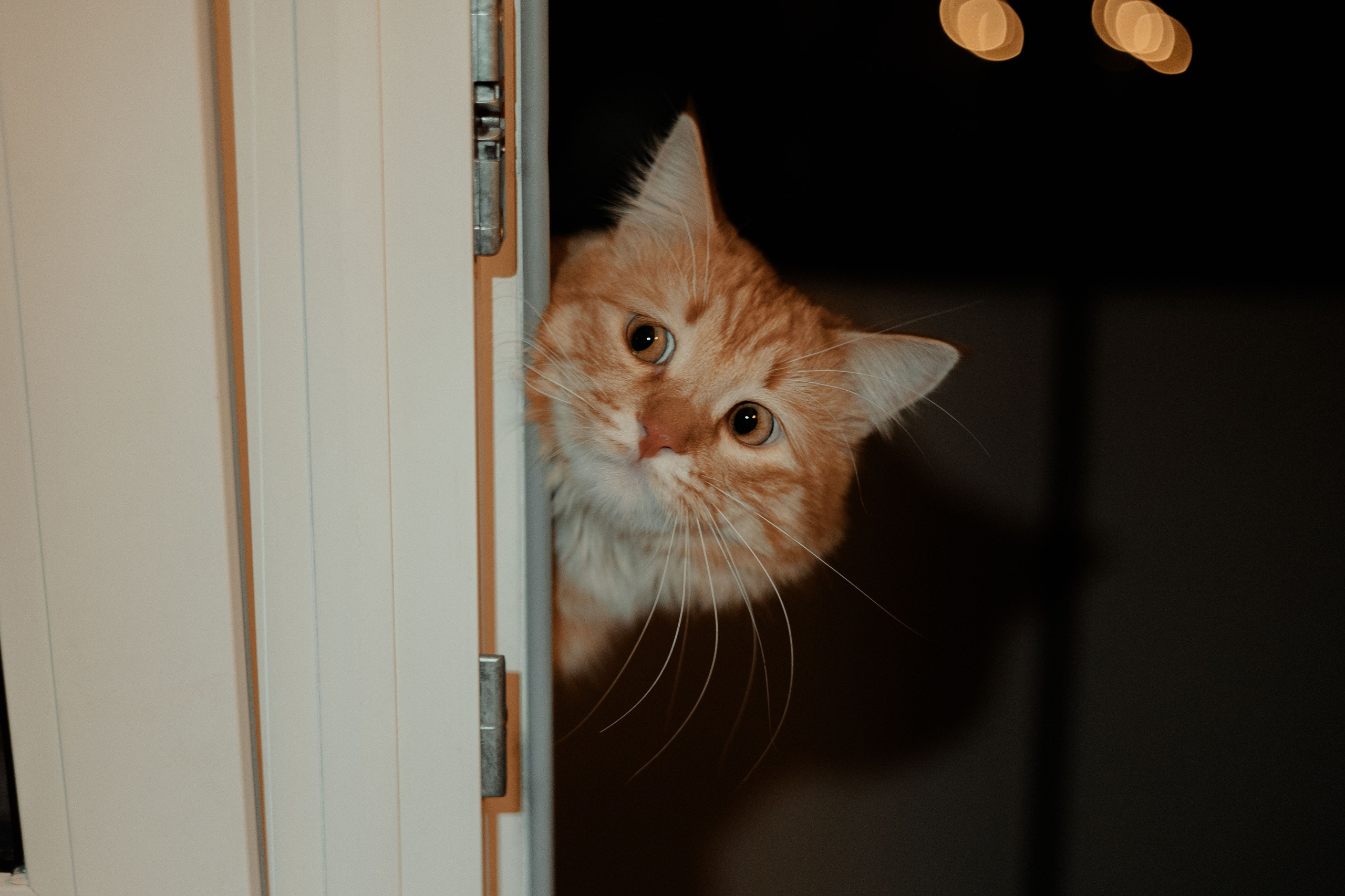 Рыжий Маффин, Алёна и Антон. Фотограф Анималист Екатерина Справцева в Нижнем Новгороде