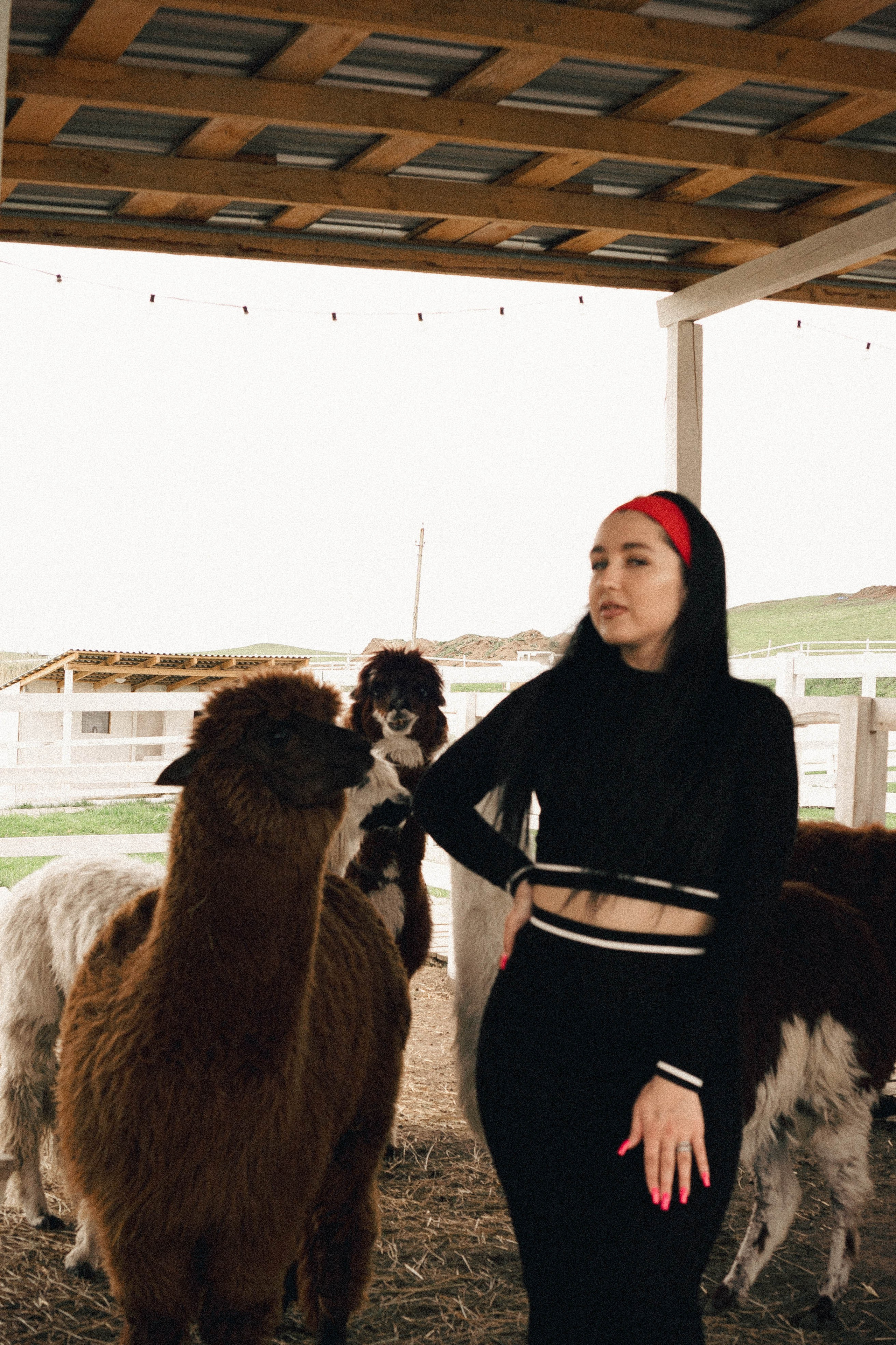 Ферма Альпак. Профессиональный фотограф, Санкт-Петербург — Виктория Богомолова