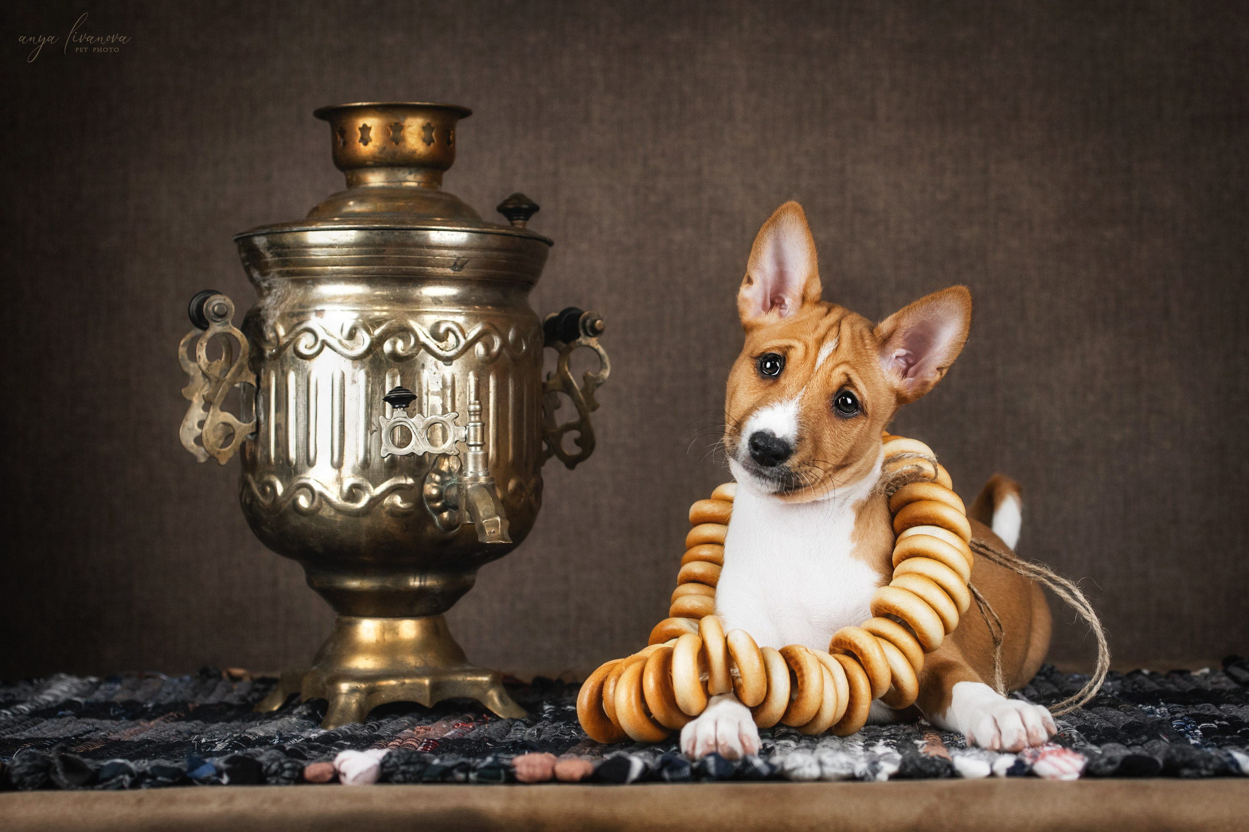 Басенджи. Фотограф анималист Аня Ливанова | Рыбинск