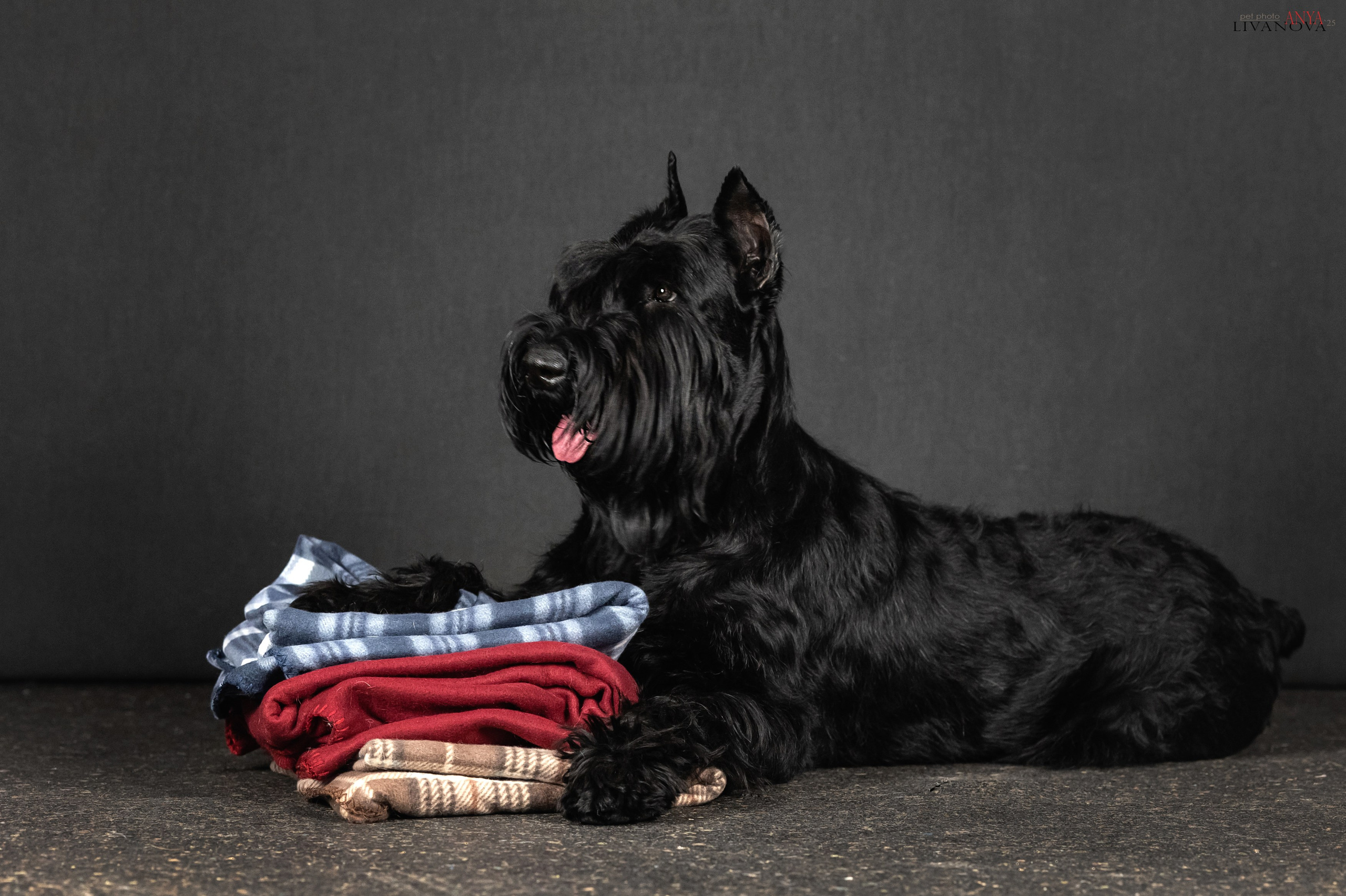 Берта. Фотограф анималист Аня Ливанова | Рыбинск