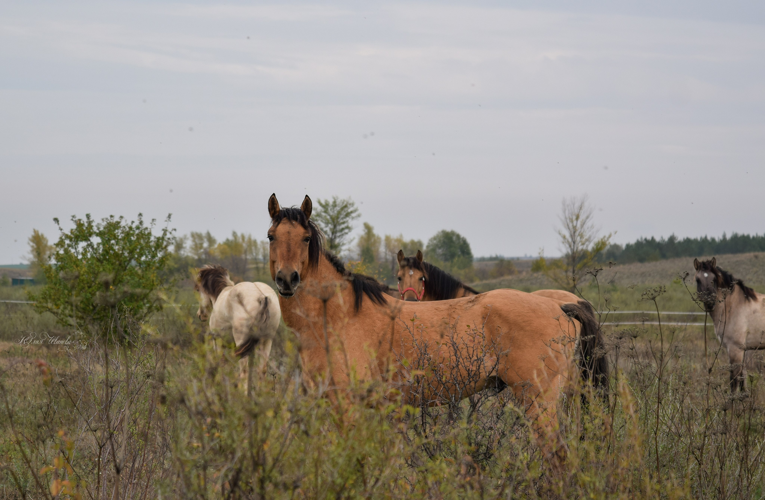 Лошади. Конный фотограф в Саратове Юлия Иванова