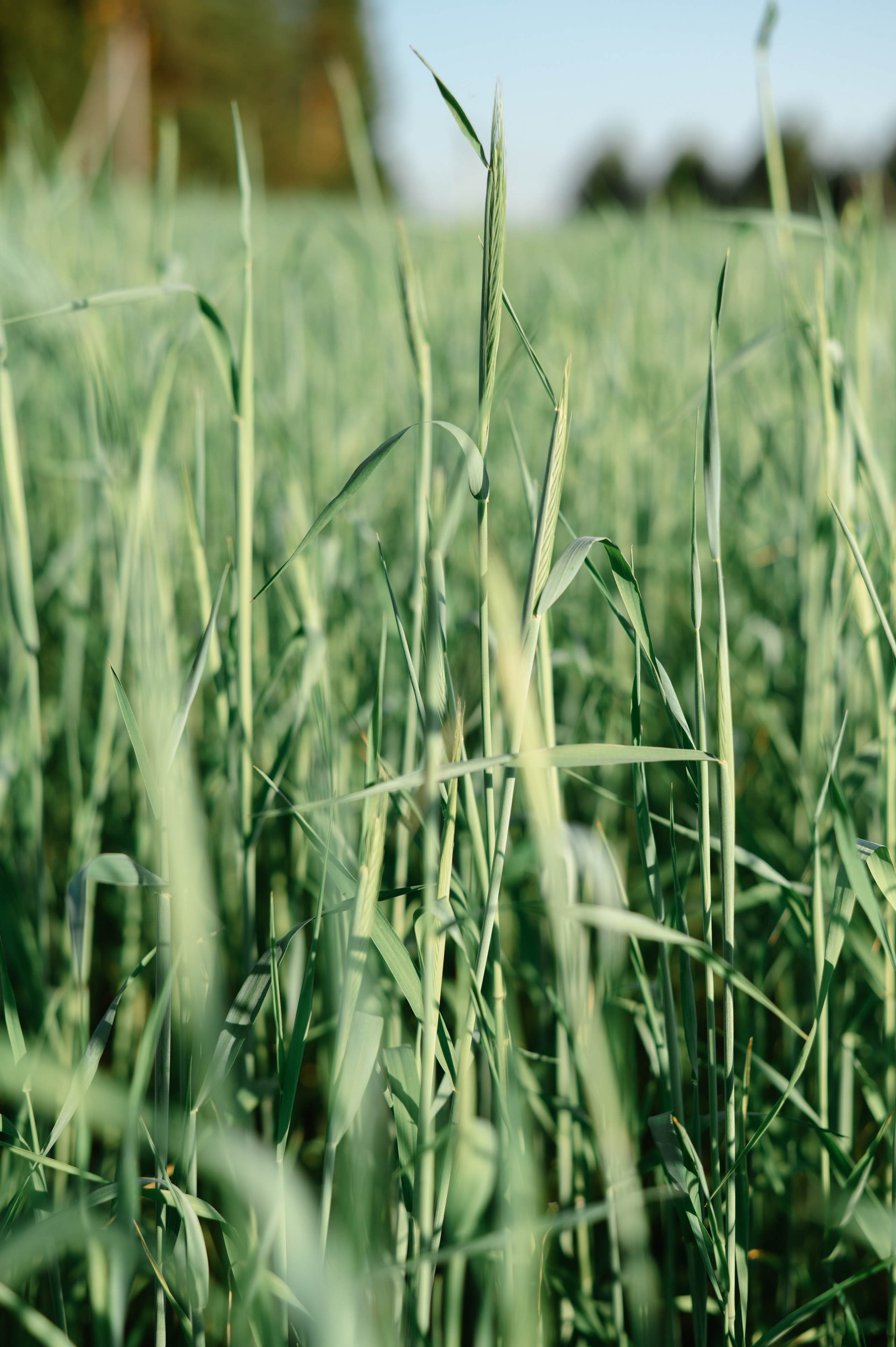 Летняя фотосессия. Фотограф в Кирове Инна Софронова