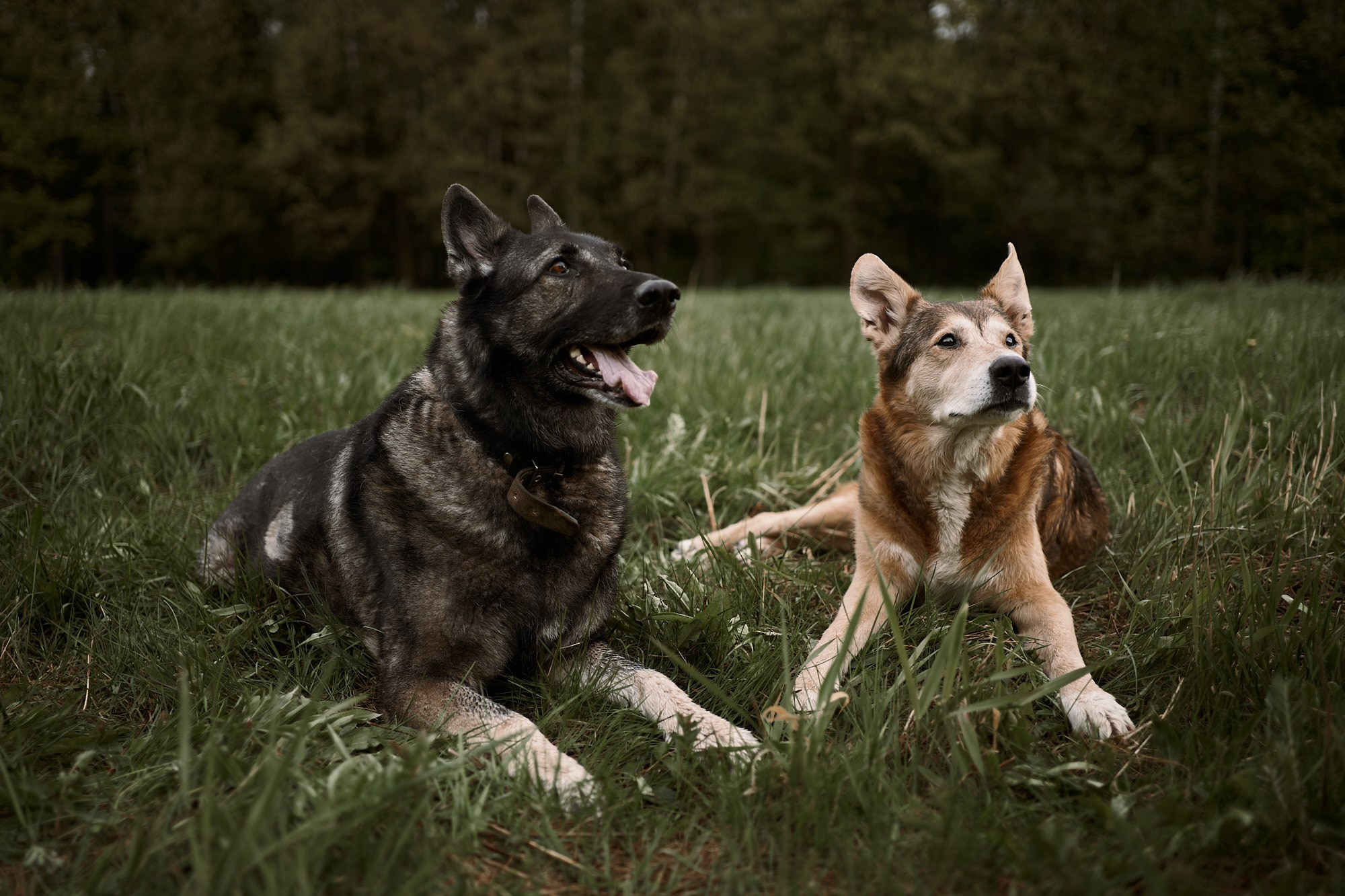 Дима, Рыжий и Воля. Фотограф анималист Москва Дарья