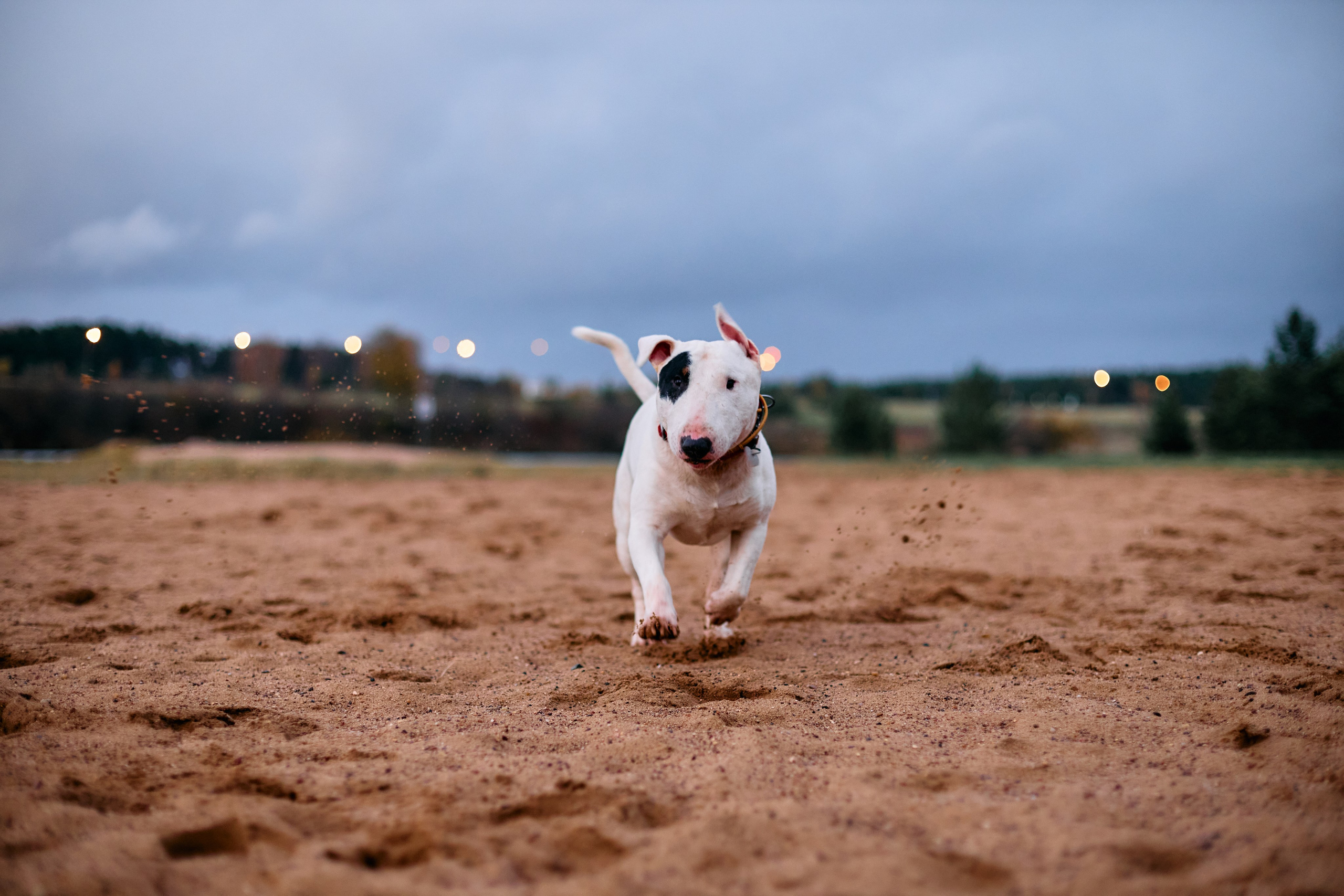 Животные и птицы. Фотограф и видеограф Лашманов Павел