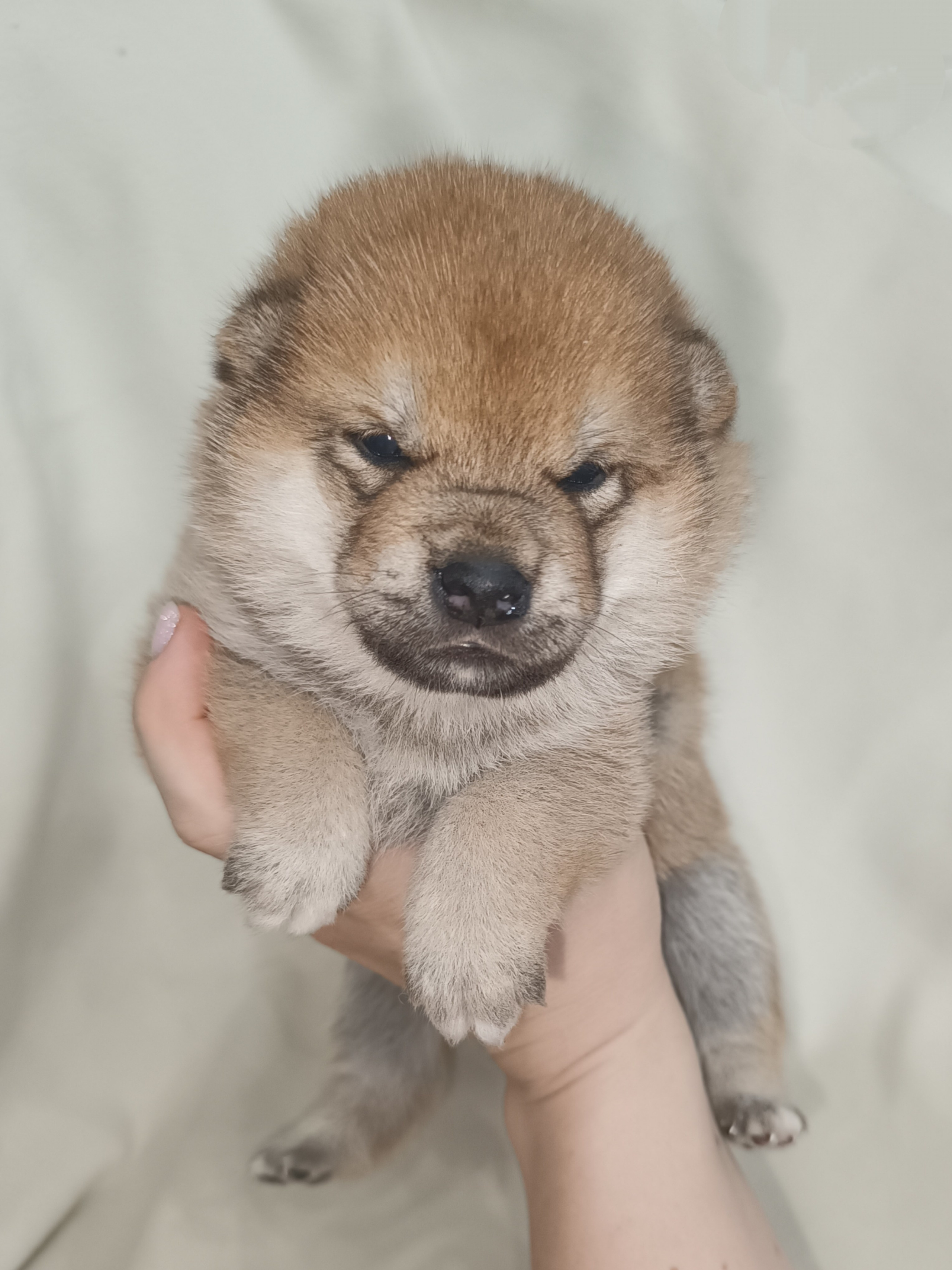 сиба питомник Рубилайт щенки на продажу rubylight  сиба щенки купить СПб Санкт-Петербург 