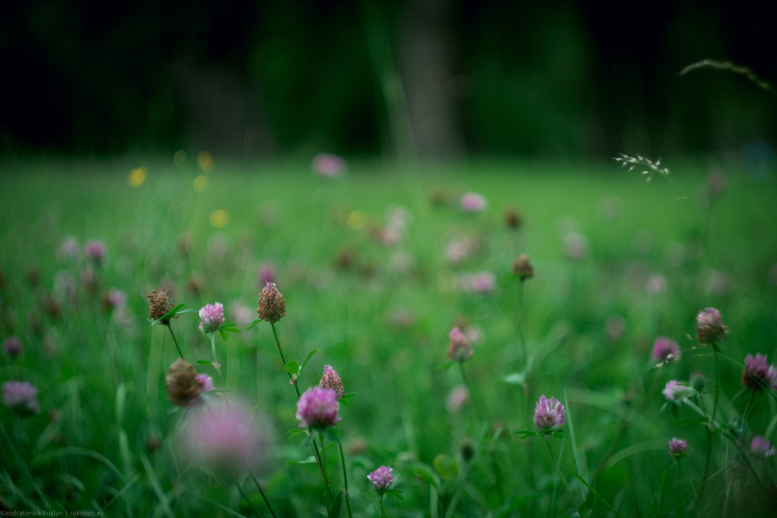 Ленинградская область. Архитектурный и пейзажный фотограф Кондратенко Руслан, Санкт-Петербург
