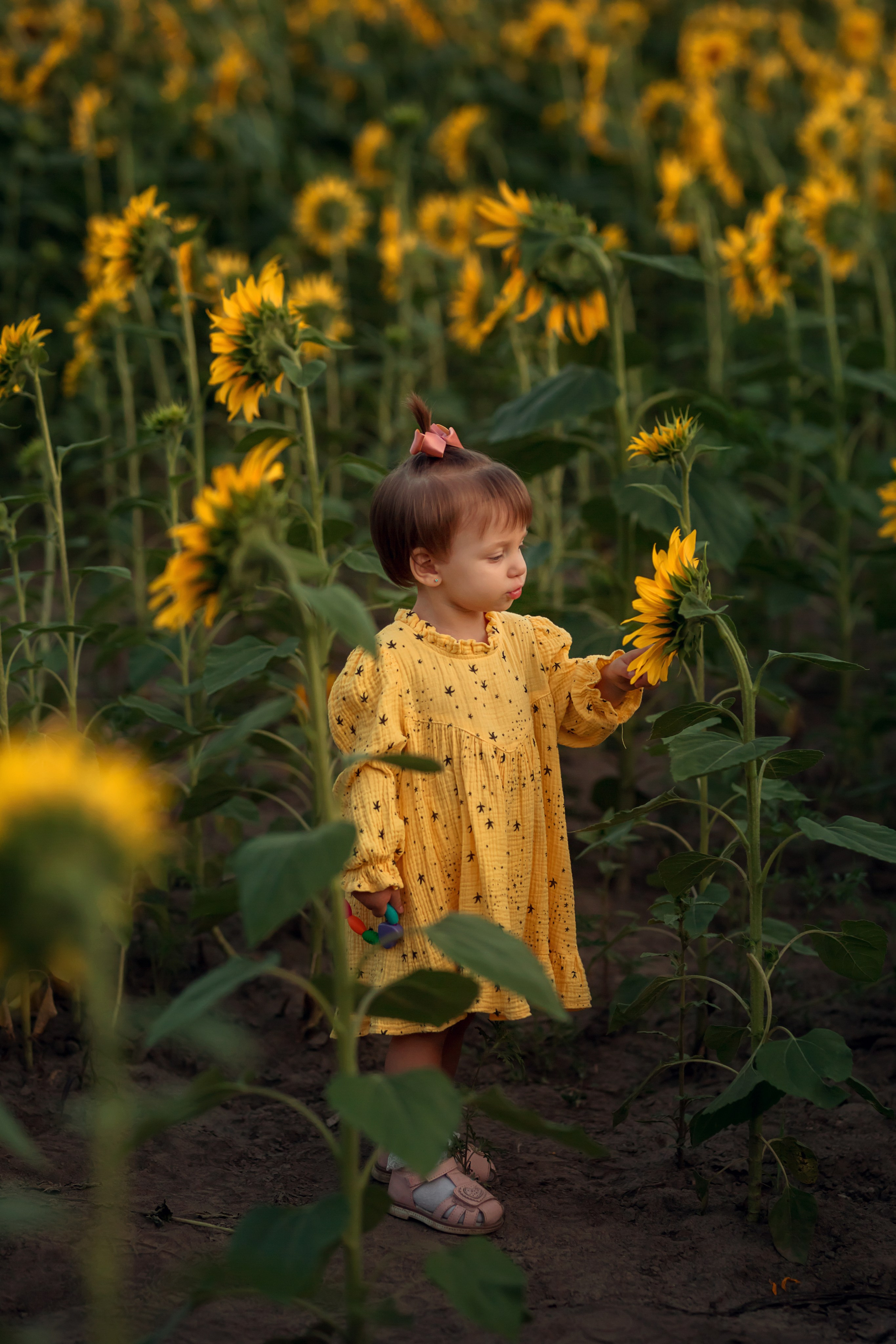 Подсолнухи. Семейный и детский фотограф Екатерина Савёлова