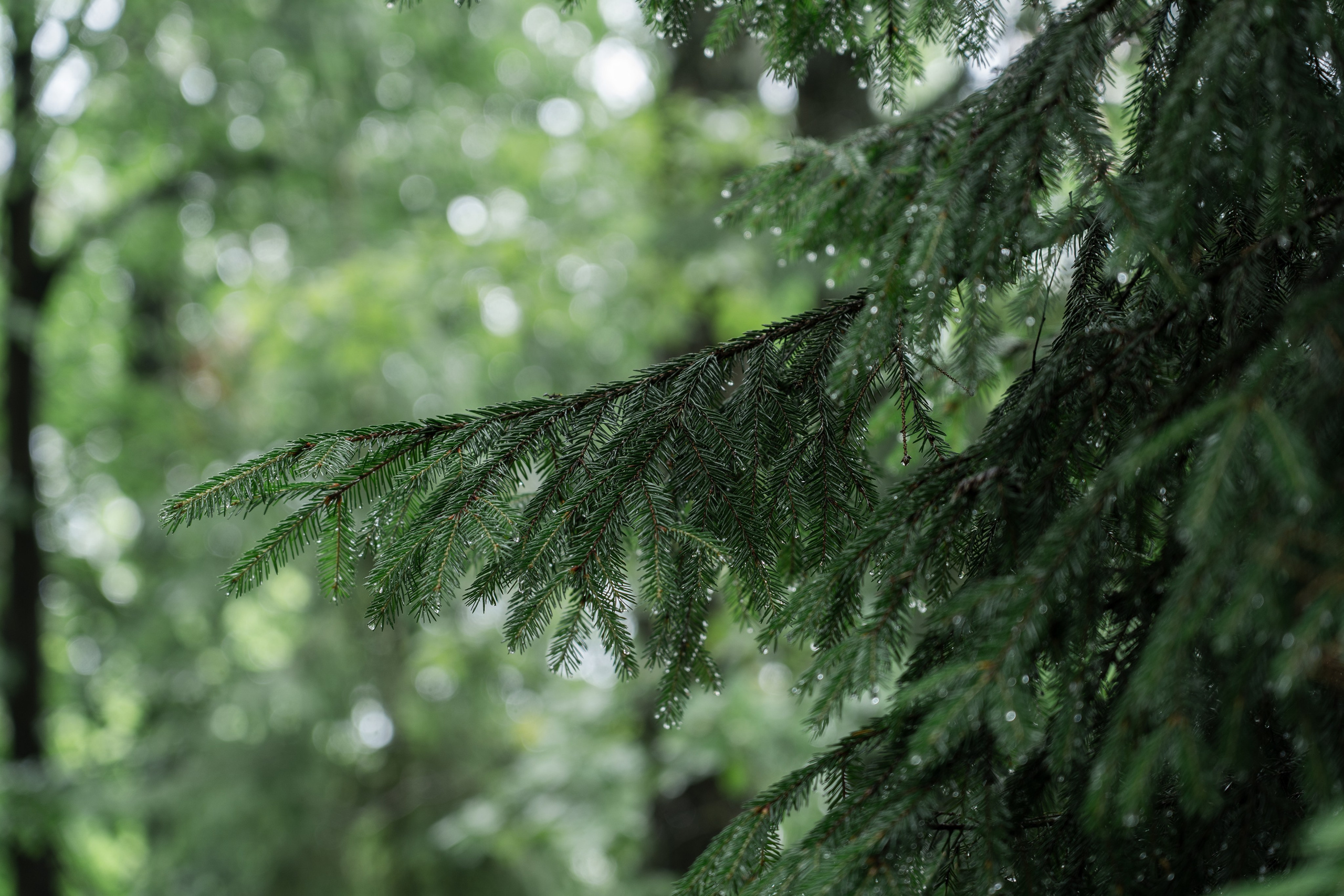 Trailway of health. Артамонов Александр | Архитектурный и ландшафтный фотограф