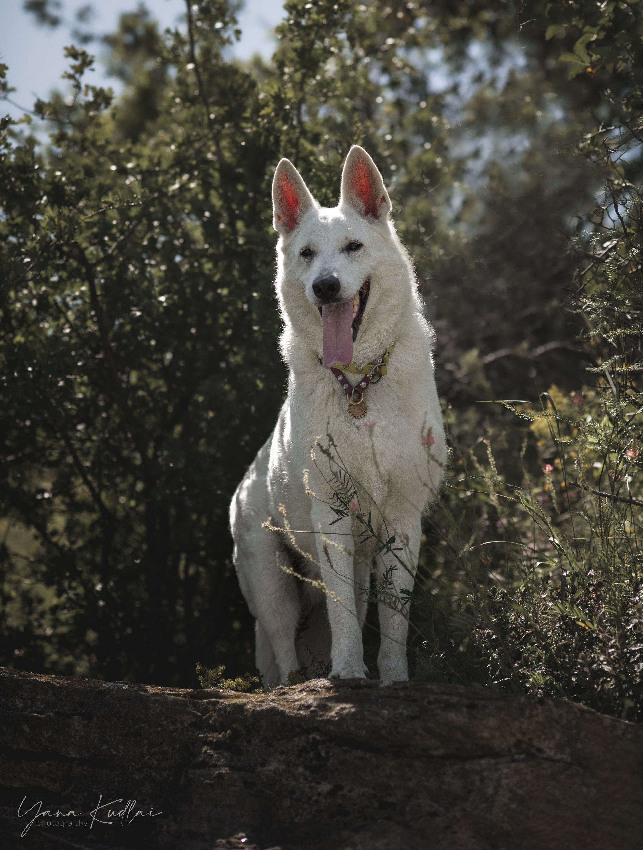 Одно солнечное утро. Фотограф анималист Ставрополь Яна Кудлай