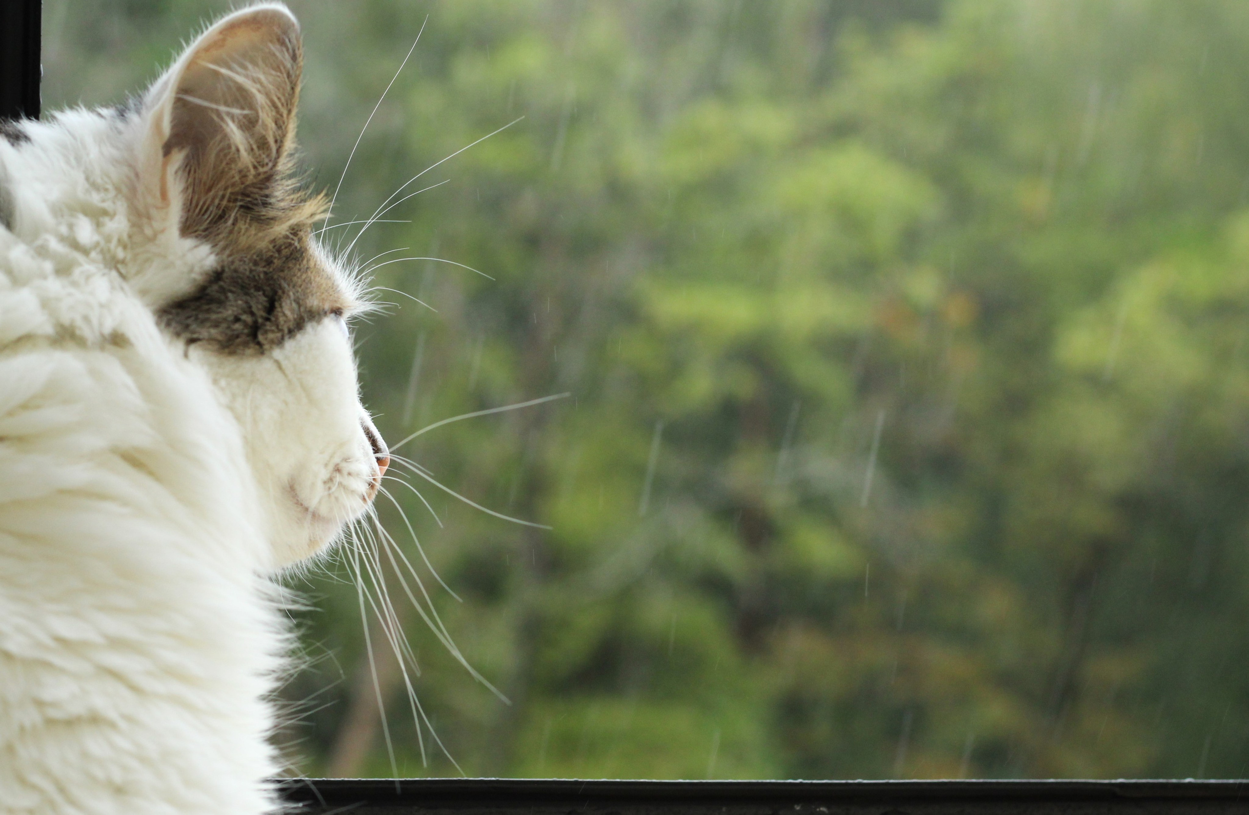 Всё, что я вижу вокруг себя