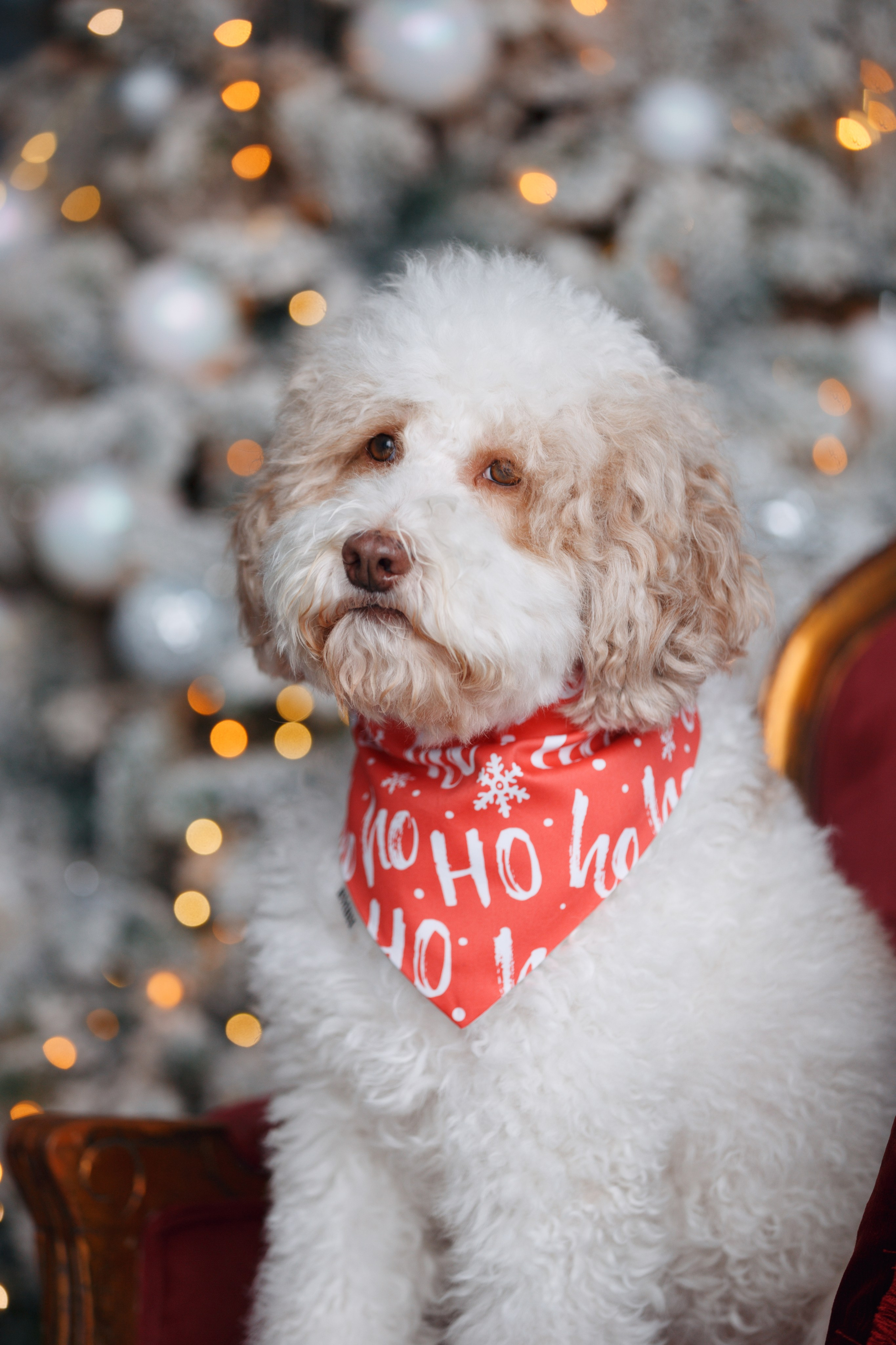 Bmbh лежанки и адресники. Фотограф анималист Кристина Карпова, Москва