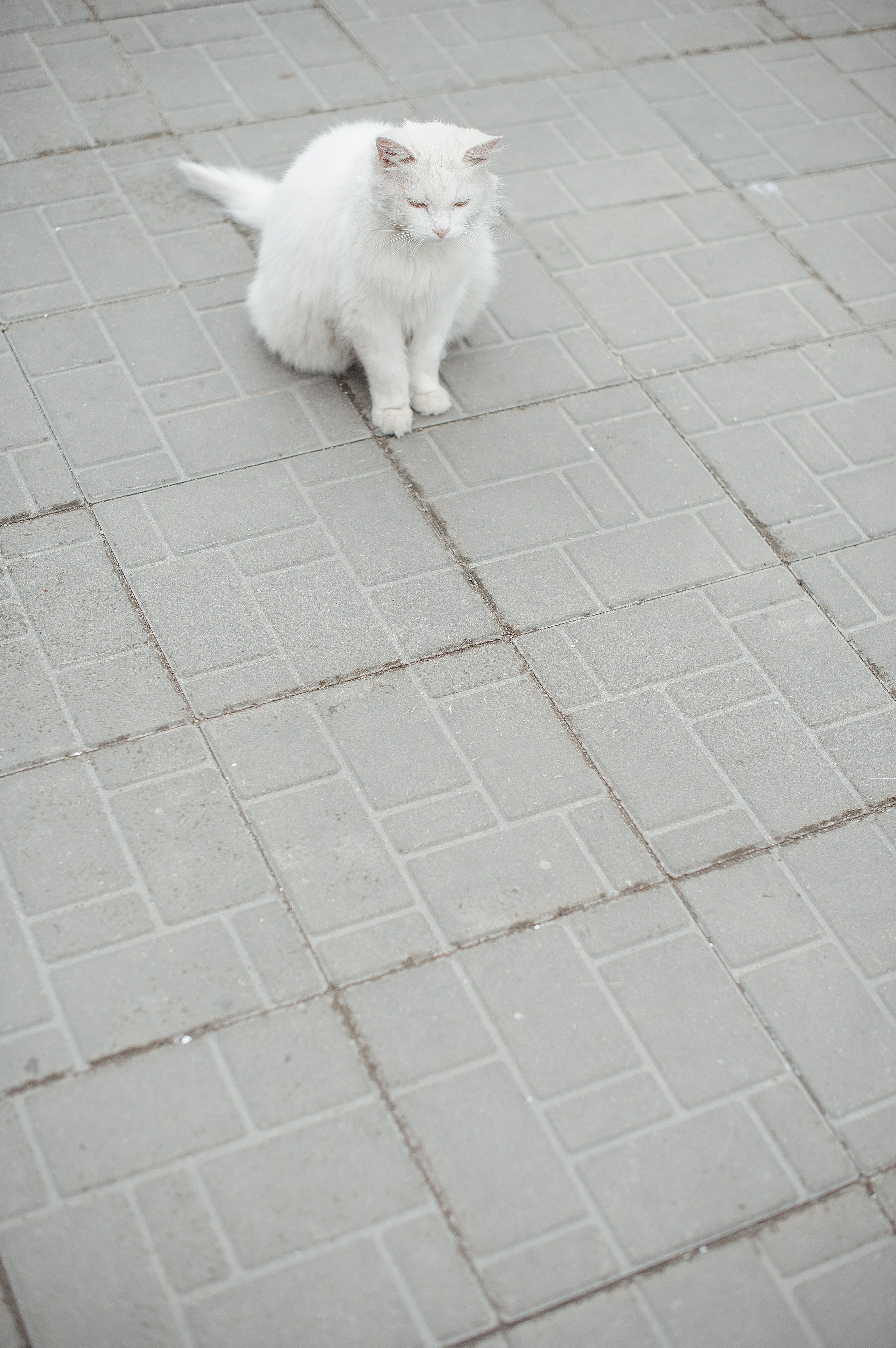 Свадебная фотосессия по историческому центру города Ярославль. Свадебный фотограф в Ярославле Денис Медоваров
