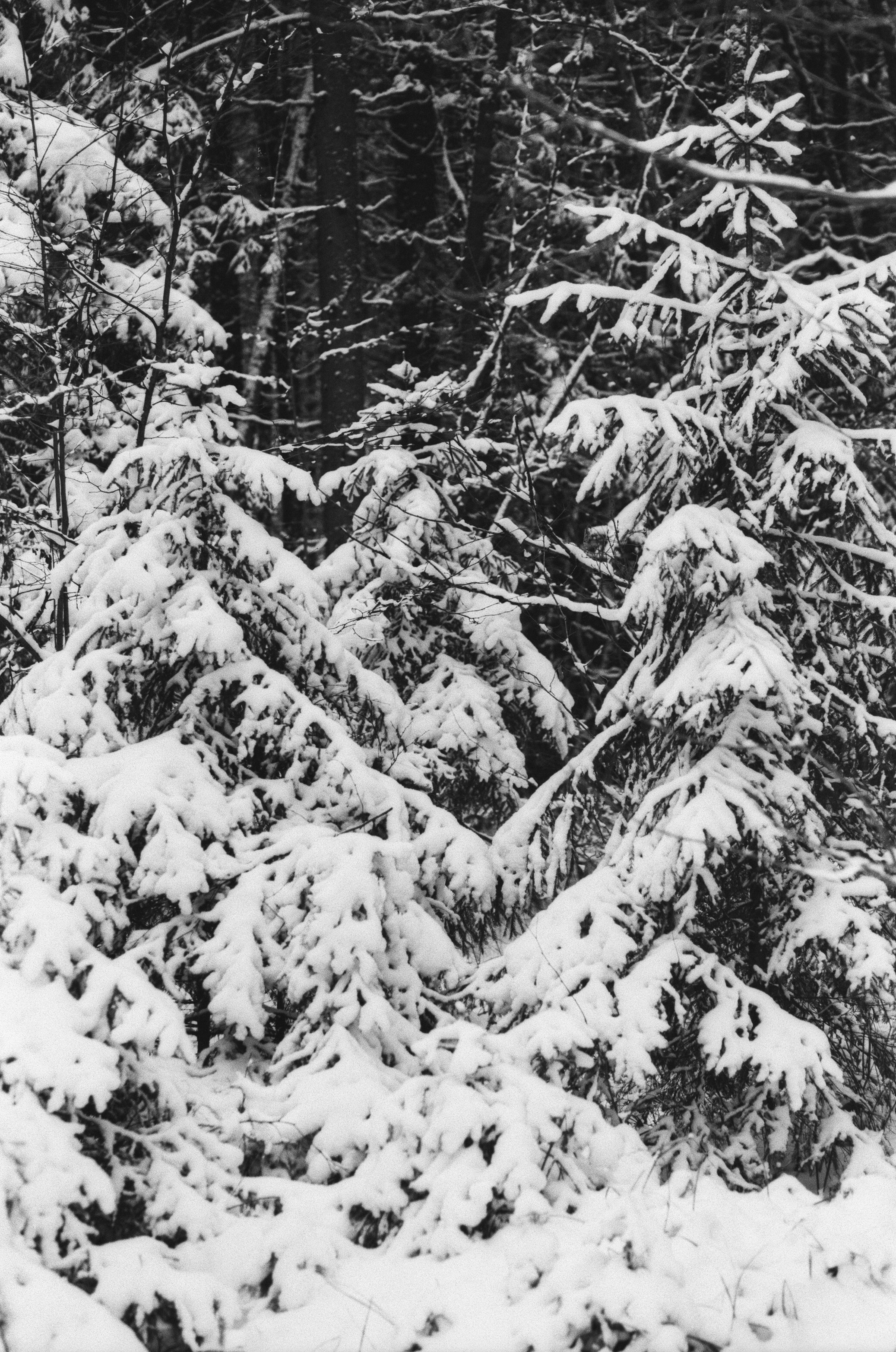 Contax N1 / Carl Zeiss Makro Sonnar 100 mm f/2.8 / Давыдовское