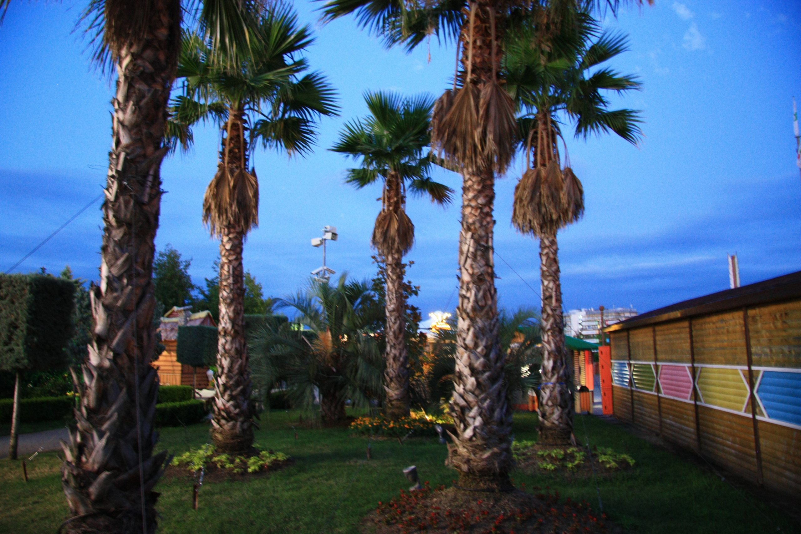 Первые кадры. Сочи — парк. Фотограф Роман Адлер