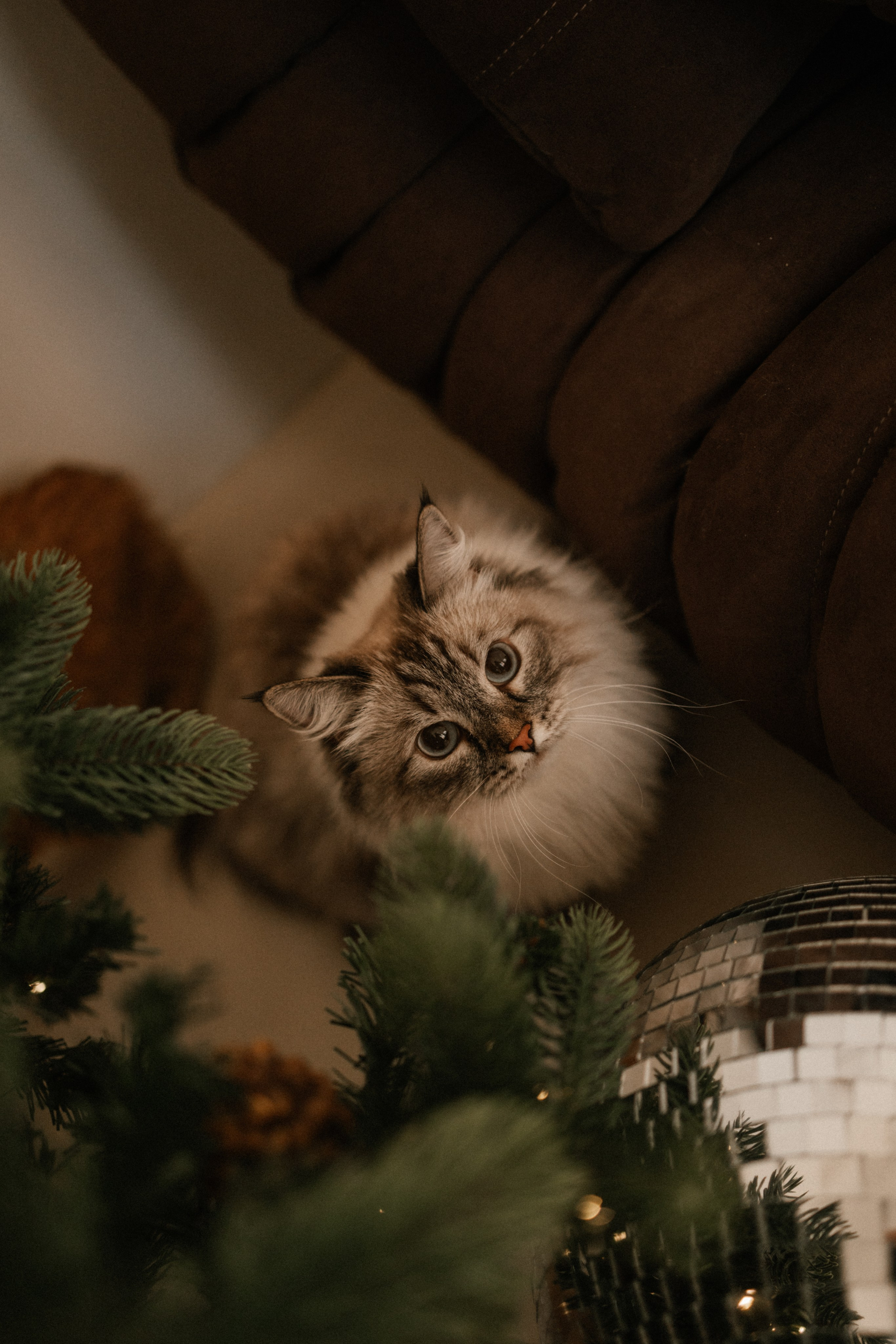 Камилла и ее девочки. Фотограф — Анималист | Санкт-Петербург