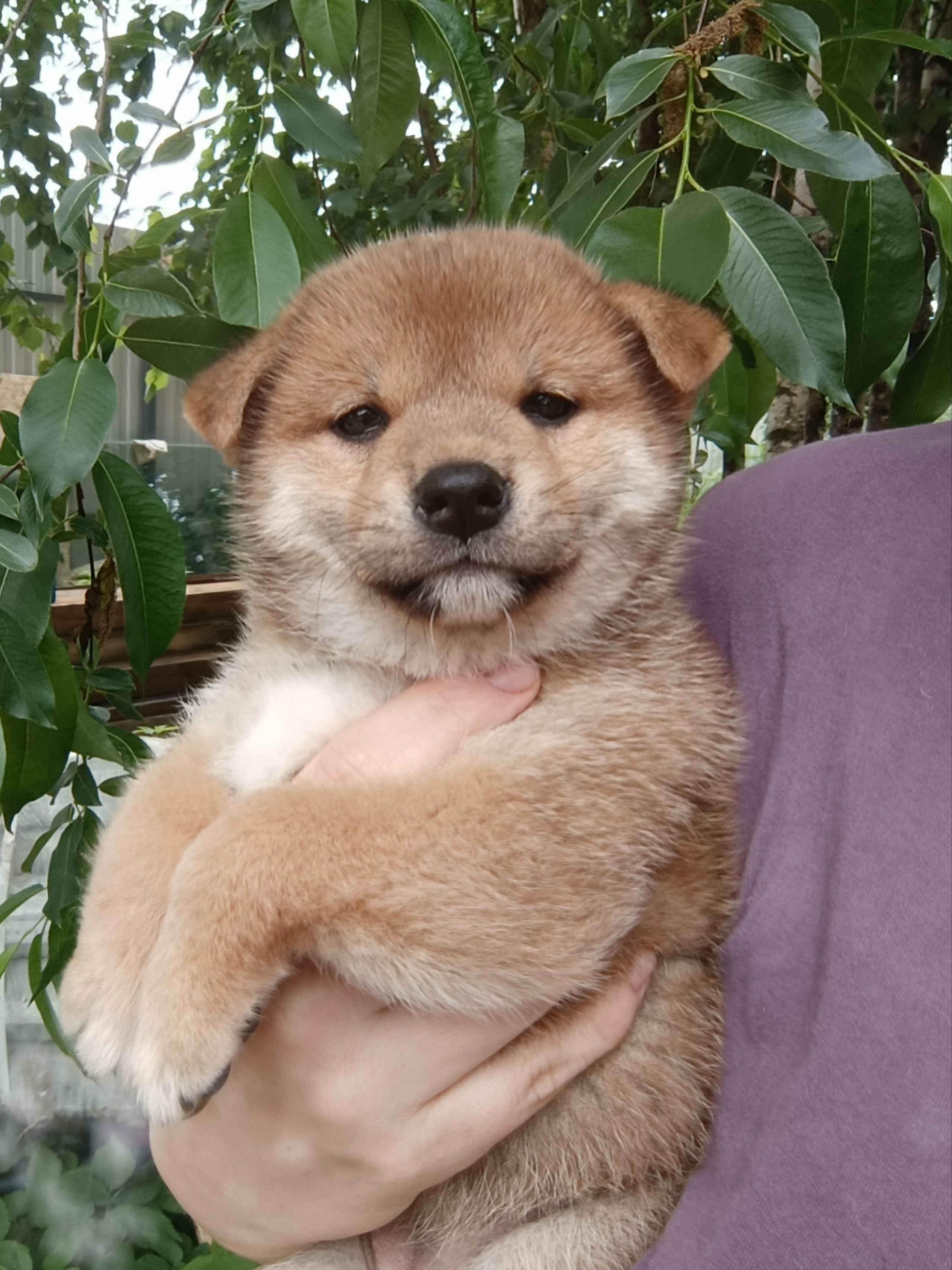 сиба питомник Рубилайт щенки на продажу rubylight  сиба щенки купить СПб Санкт-Петербург