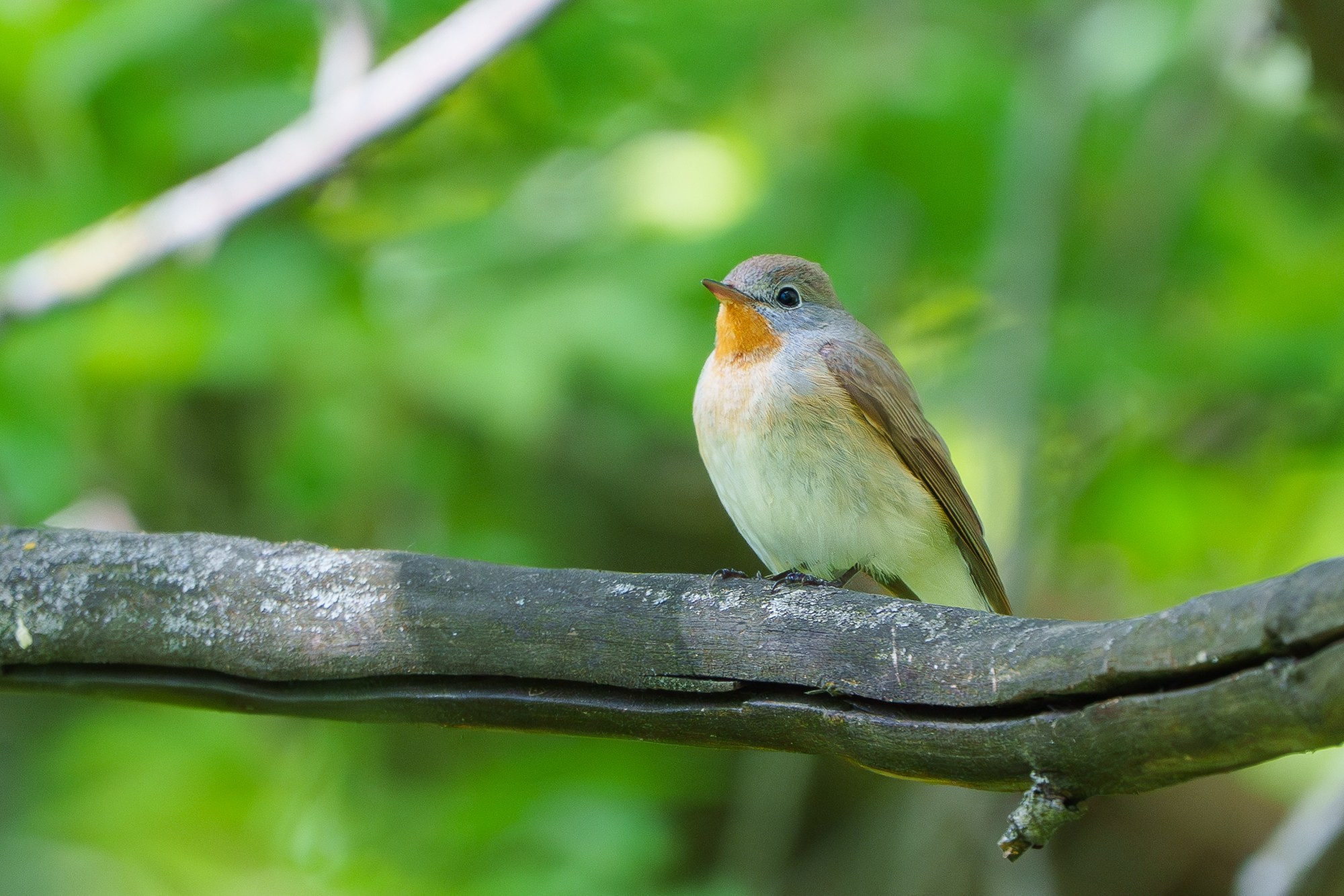 Удивительные мир птиц. Вокруг нас столько прекрасного — присмотритесь!. Ваш личный фотограф Марина Волкова
