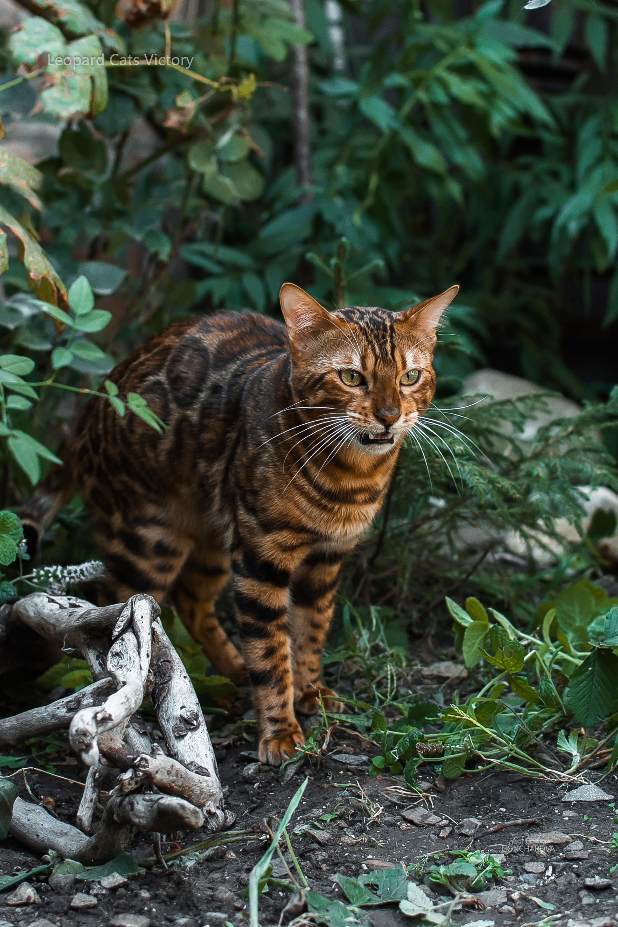 Съемка кошек. Фотограф анималист в Ростове I Гончарова Анна