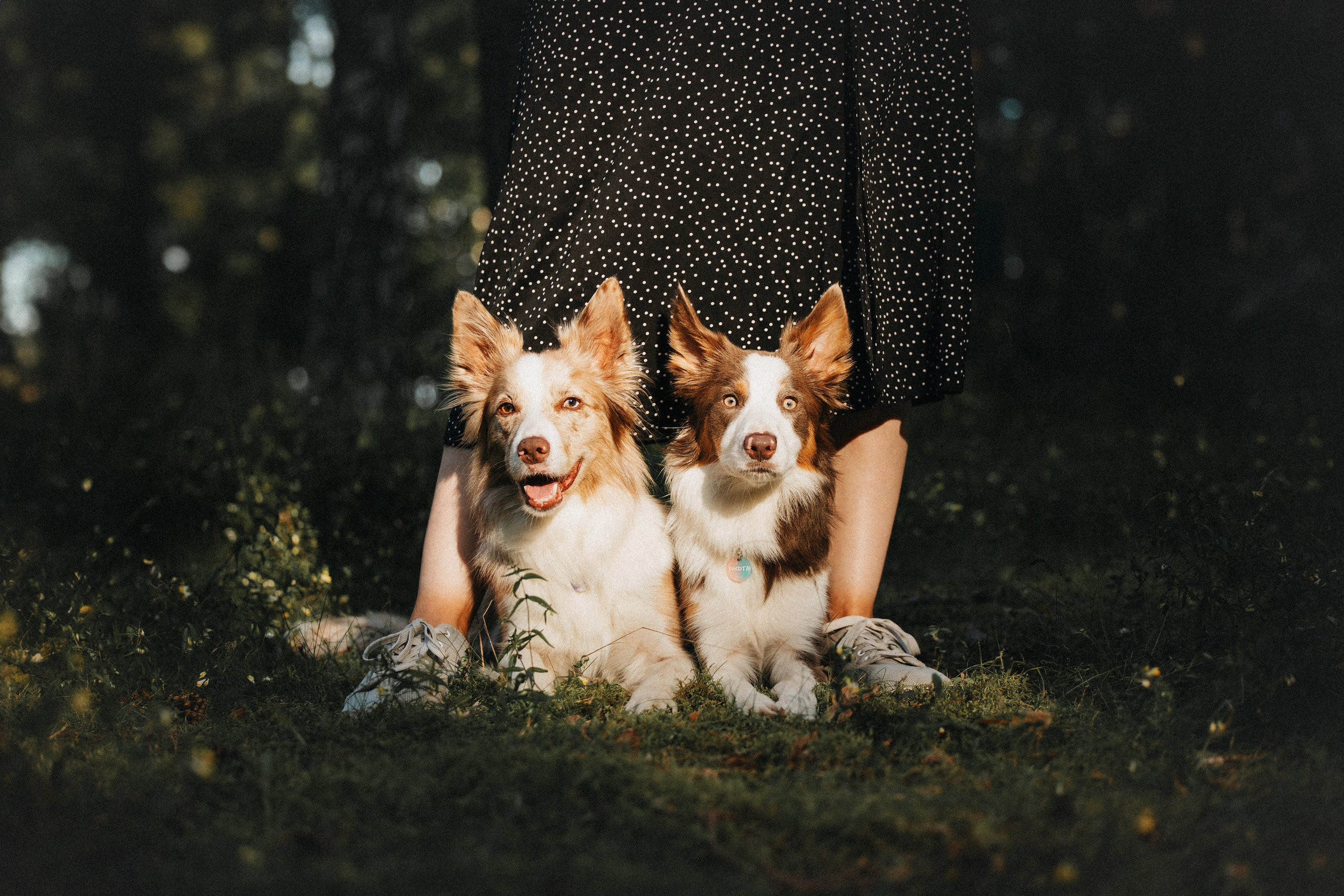 Рита, Маша и много собак. Фотограф анималист Осипчикова Мария