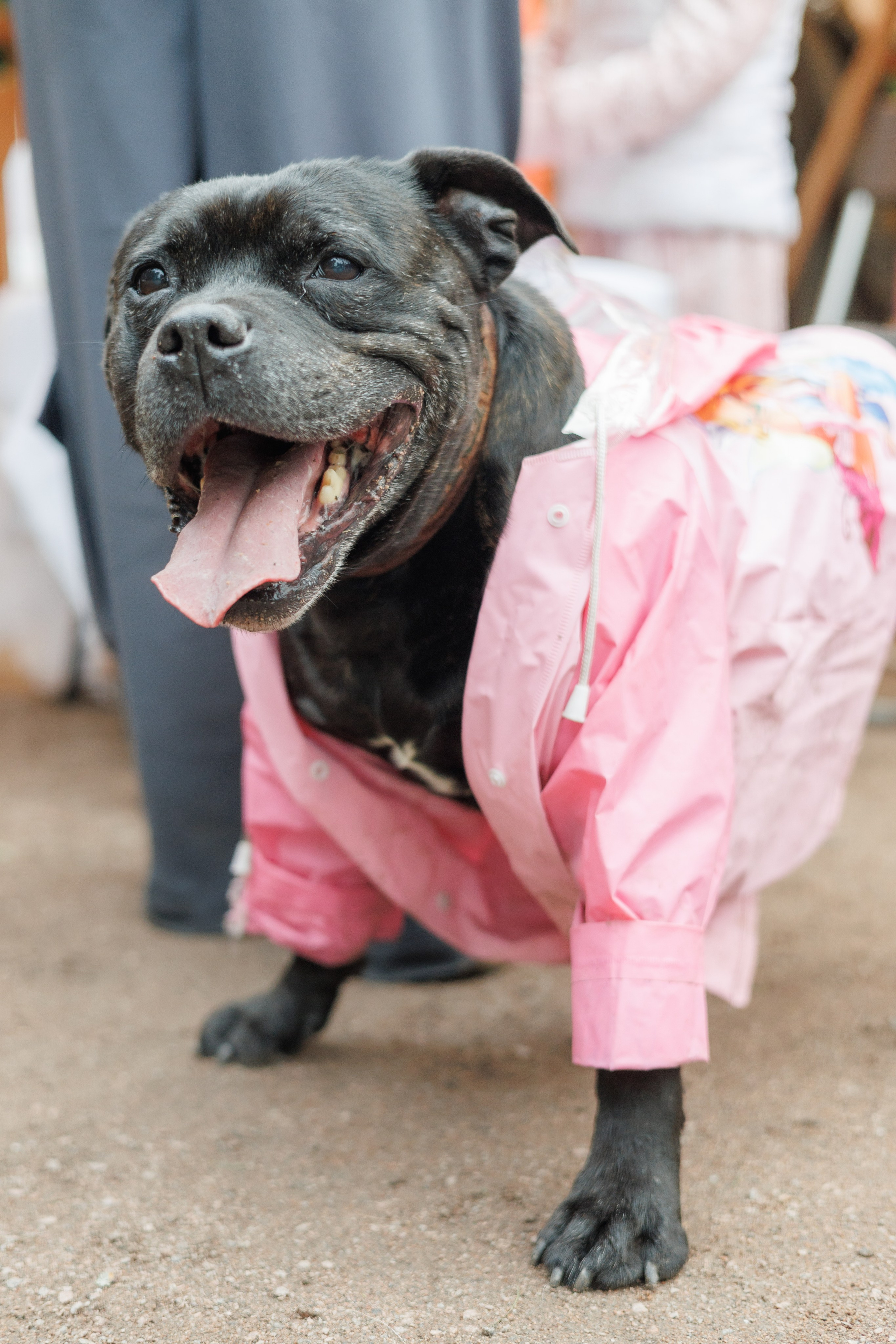 Фестиваль Petshop Days. Портретный фотограф Алина Хаунина