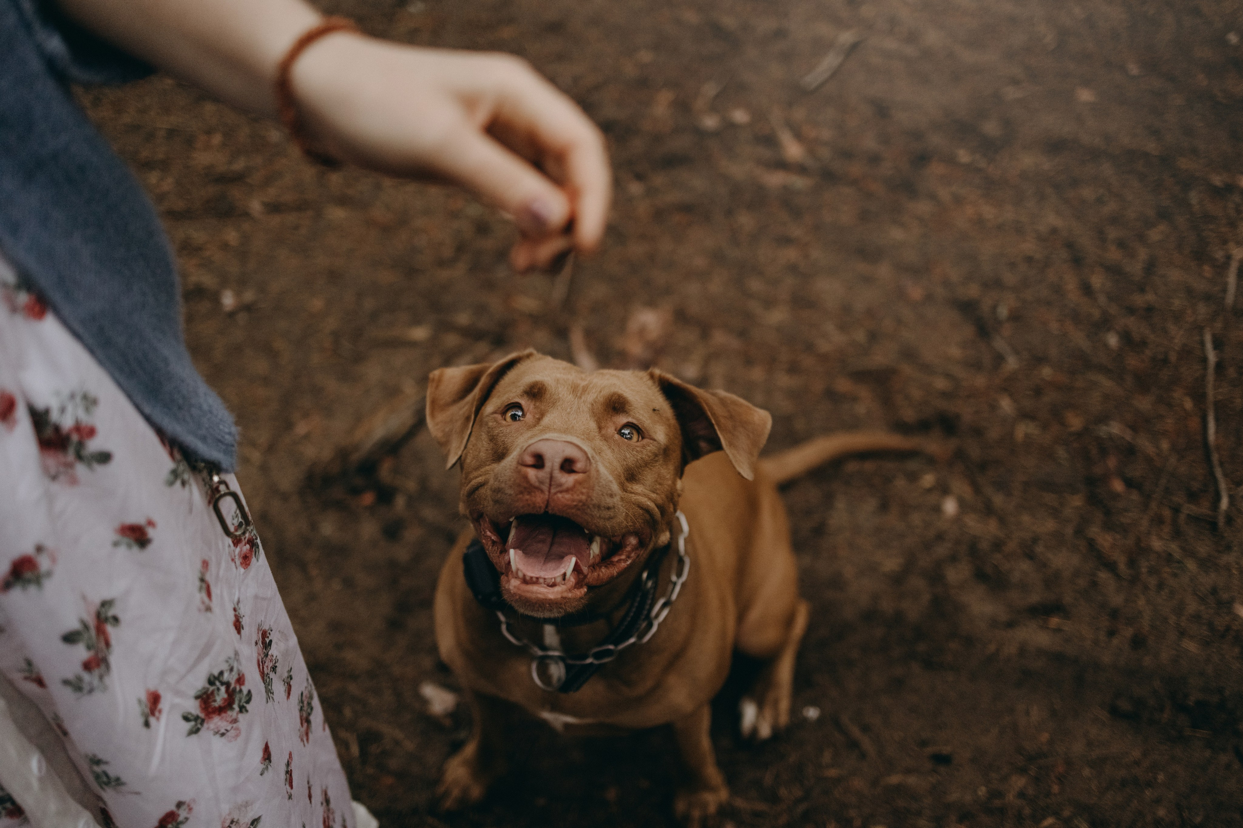 Бонни и ее семья. Фотограф — Анималист | Санкт-Петербург