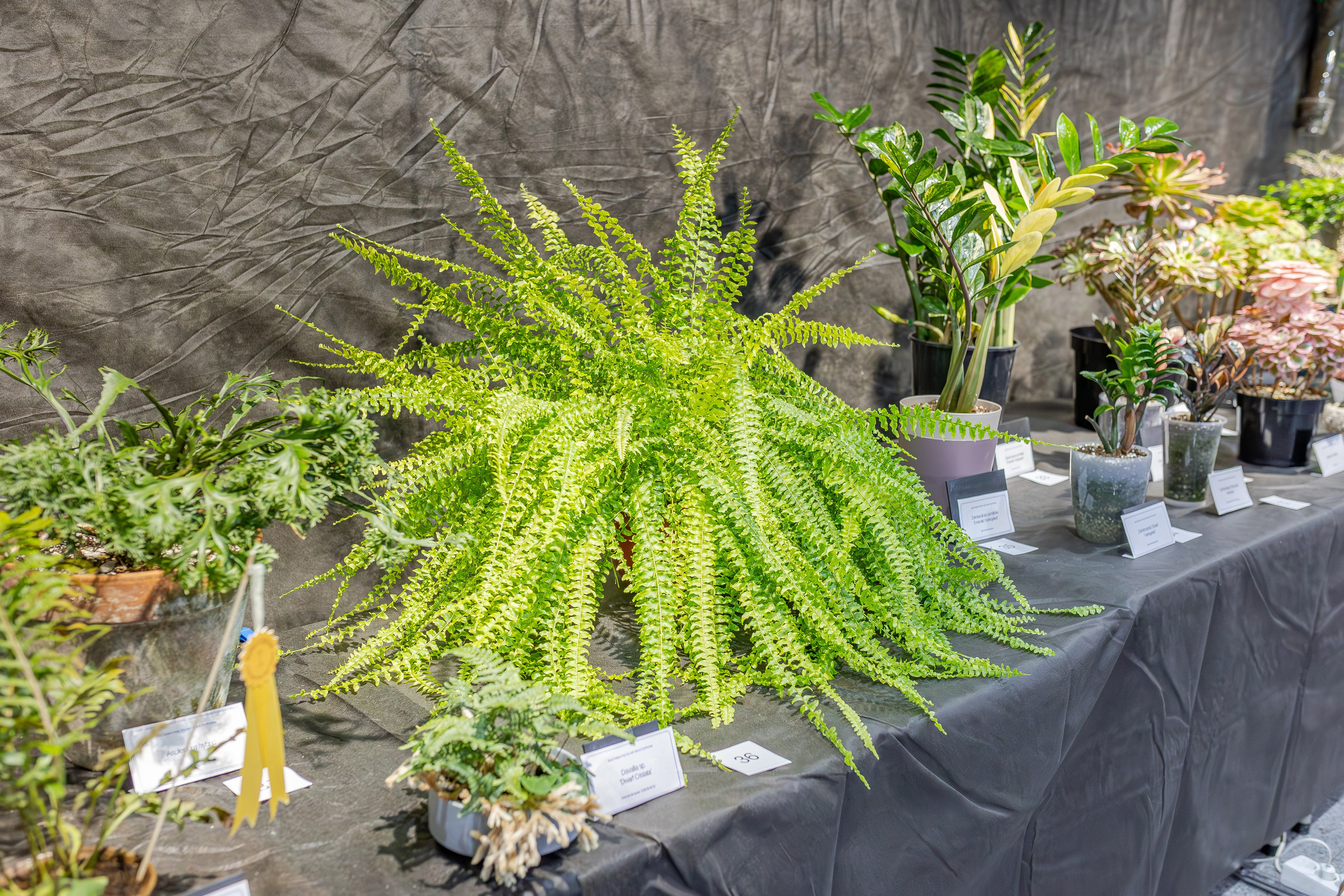 Монстериум апрель 2026. Александра Куликова фотограф, Москва