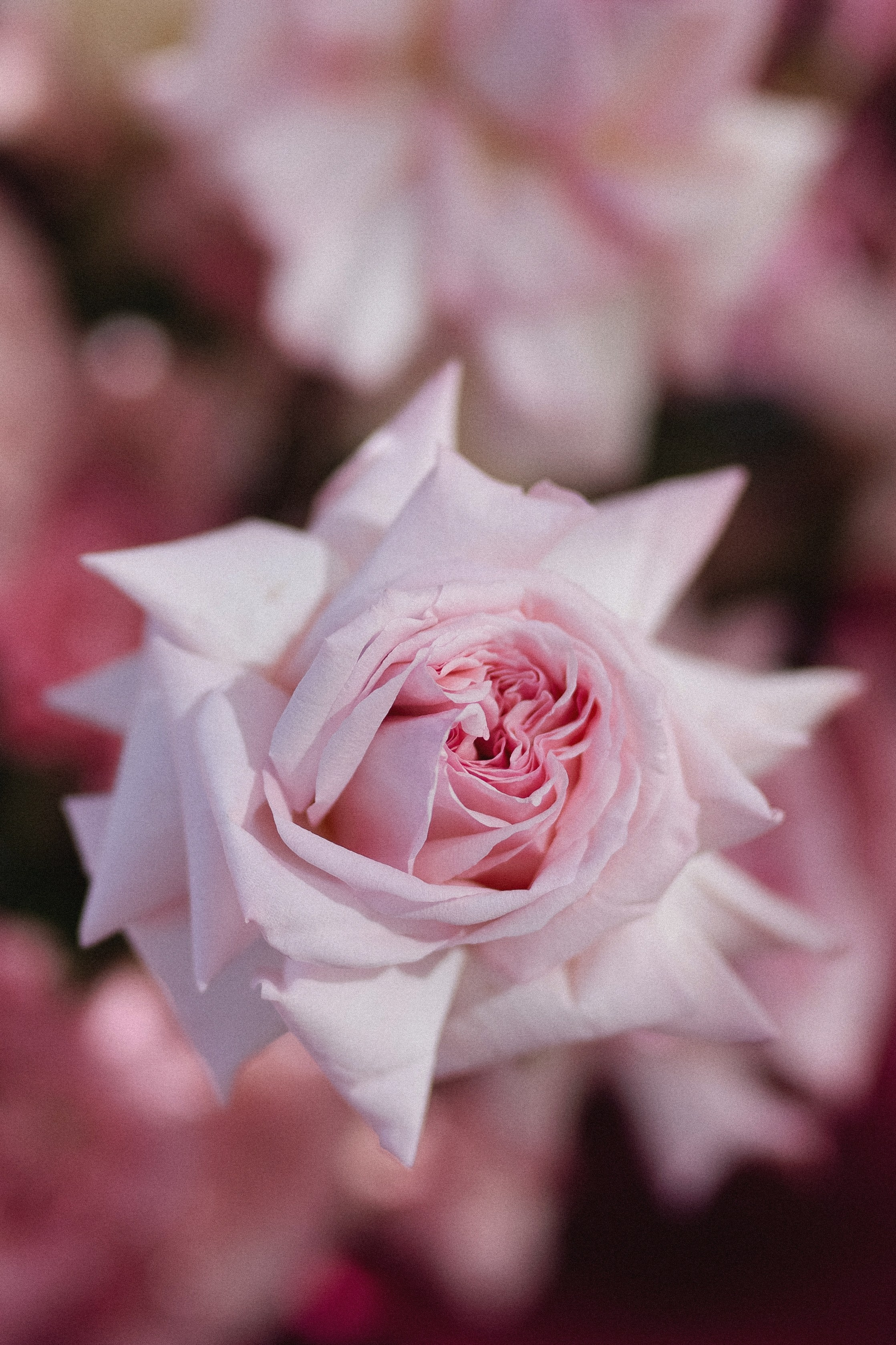 «СИЛА ПРИТЯЖЕНИЯ». Maria Startseva Photo