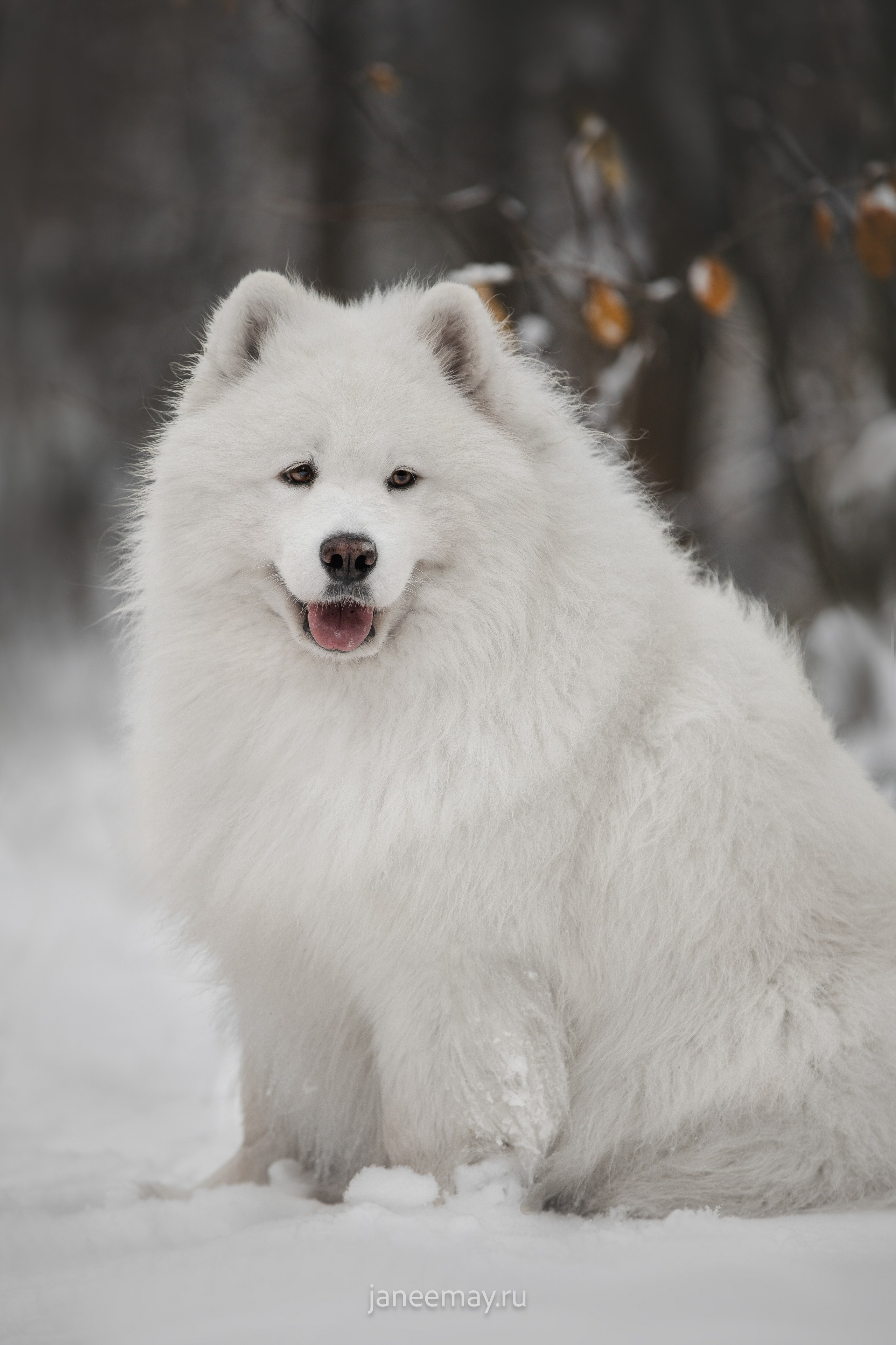 Фото собак, животных зимой. Фотограф анималист в Москве Майорова Евгения