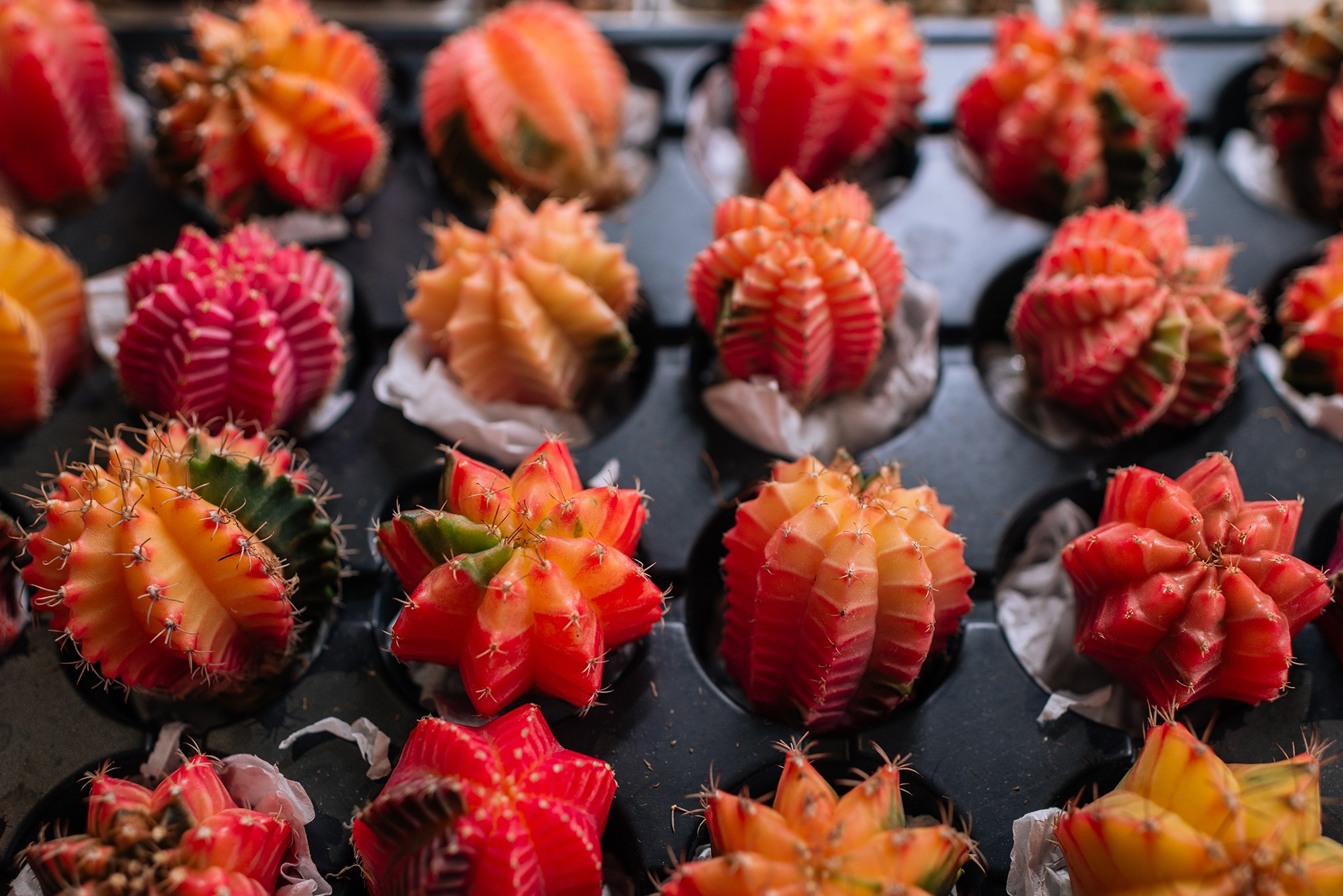 Ирина Шестакова. Редкие кактусы. Репортажный фотограф в Санкт-Петербурге Анастасия Клёпова