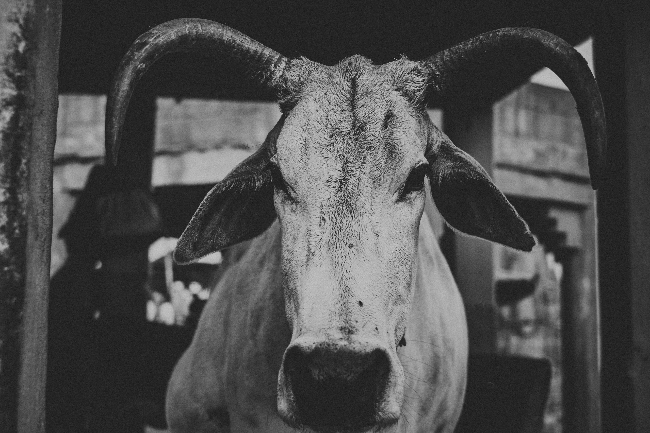 Варанаси. Свадебные и семейные фотографы в Москве Максим и Оксана Первомай