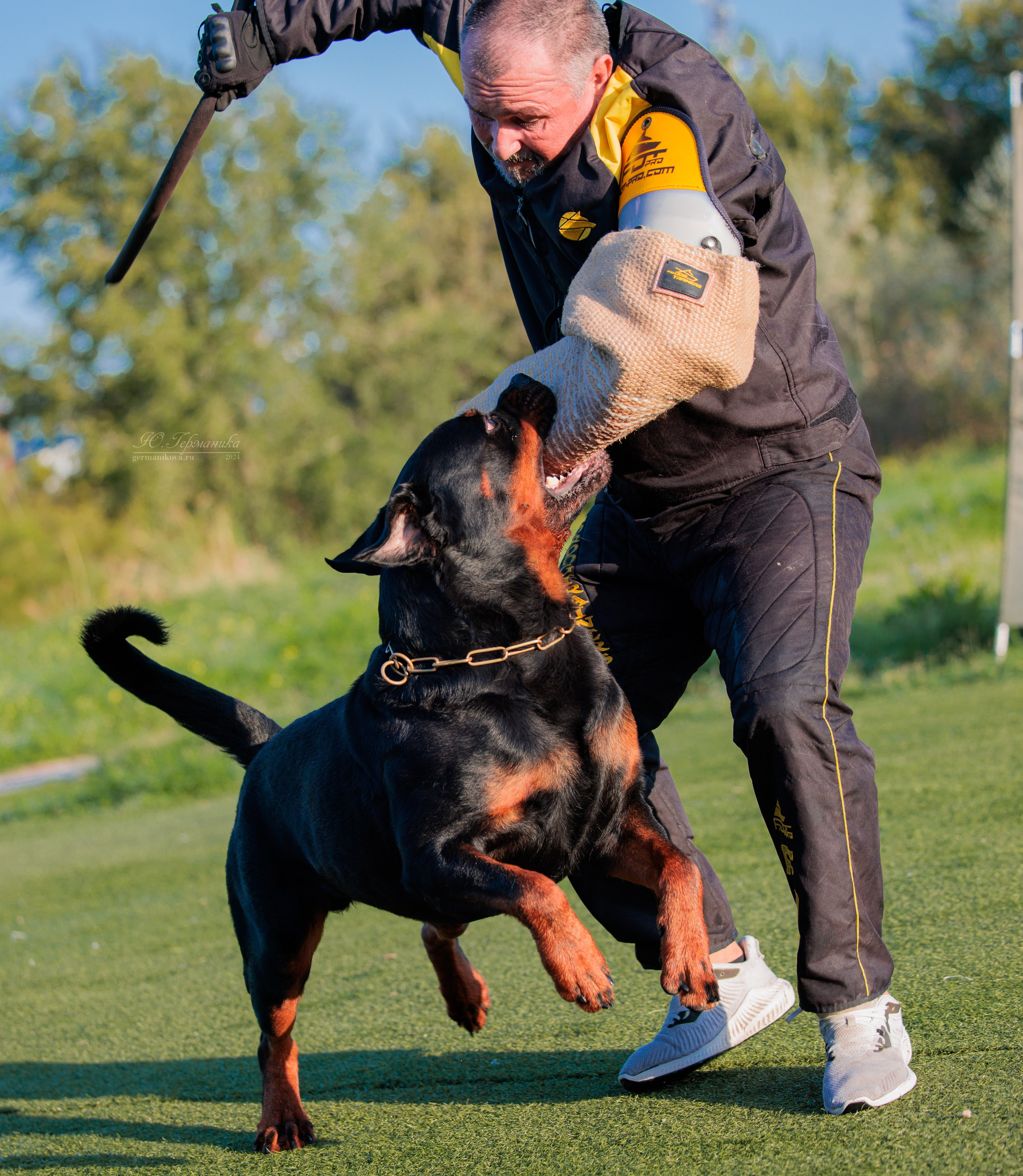 Анапа ротвейлеры 14-15.09.2024. Фотограф-анималист Юлия Германика