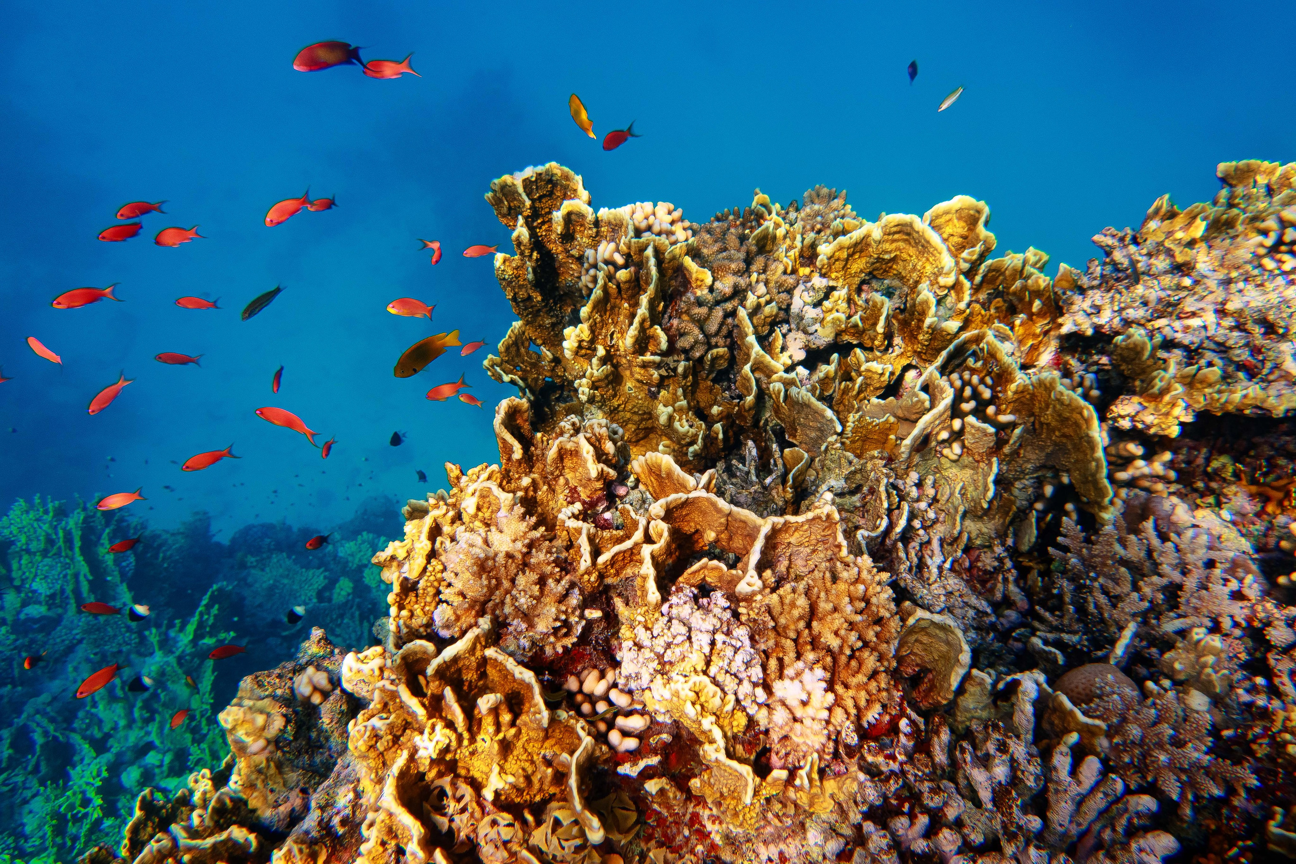 Fish. Фотограф Светлана Голицына