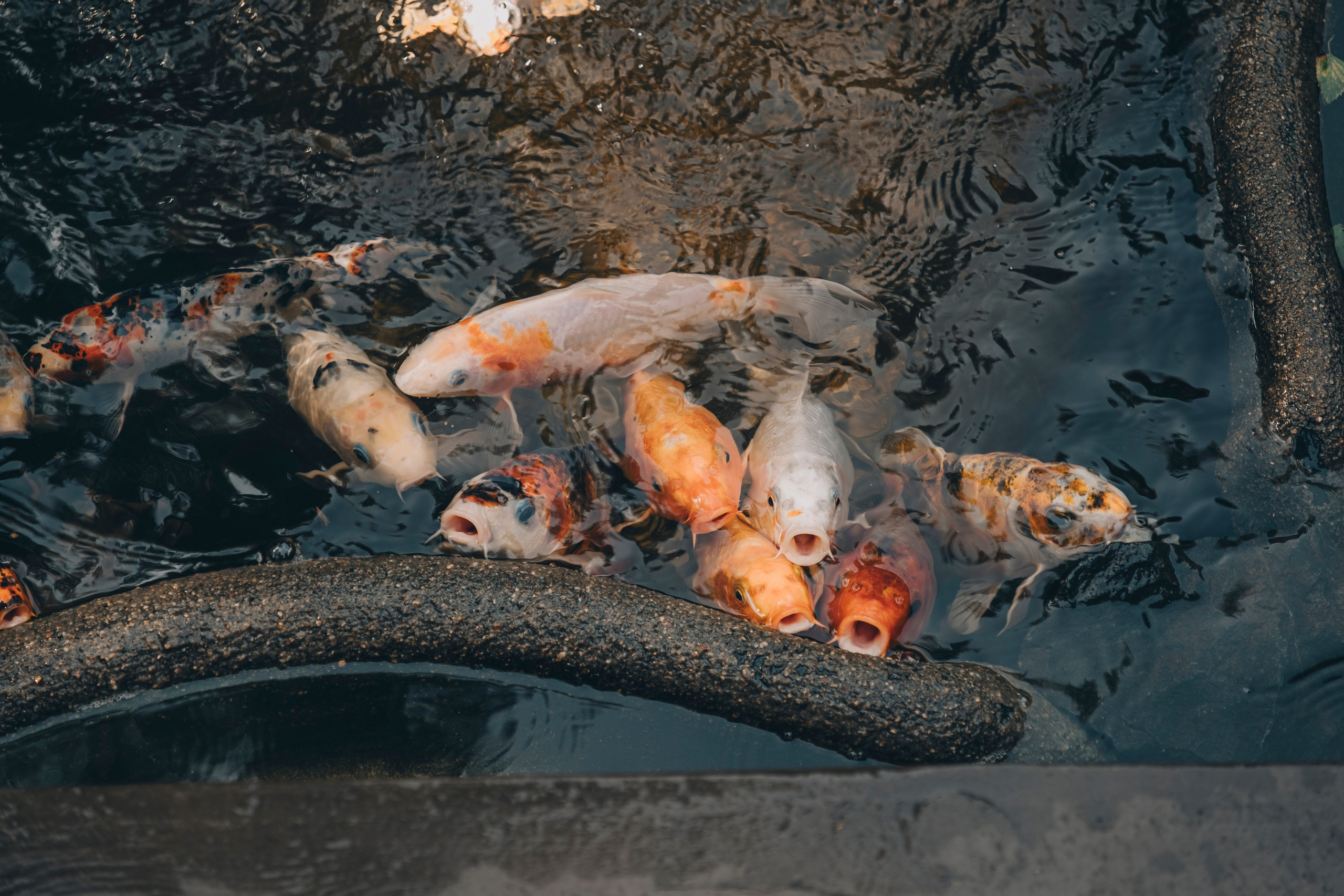 Свадебная прогулка в городе. Фотограф в Иркутске Анна Мирошникова