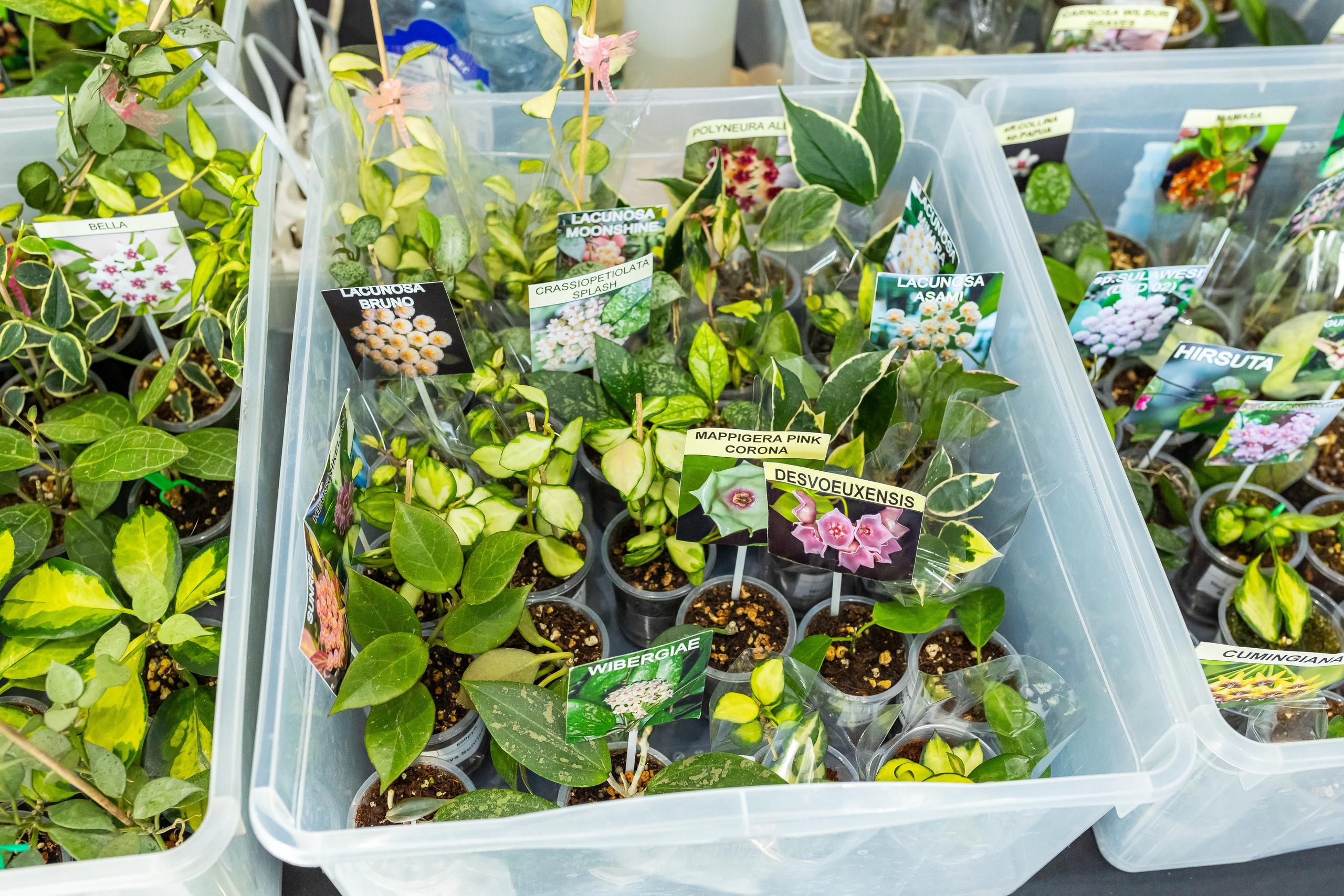 Монстериум апрель 2025. Александра Куликова фотограф, Москва