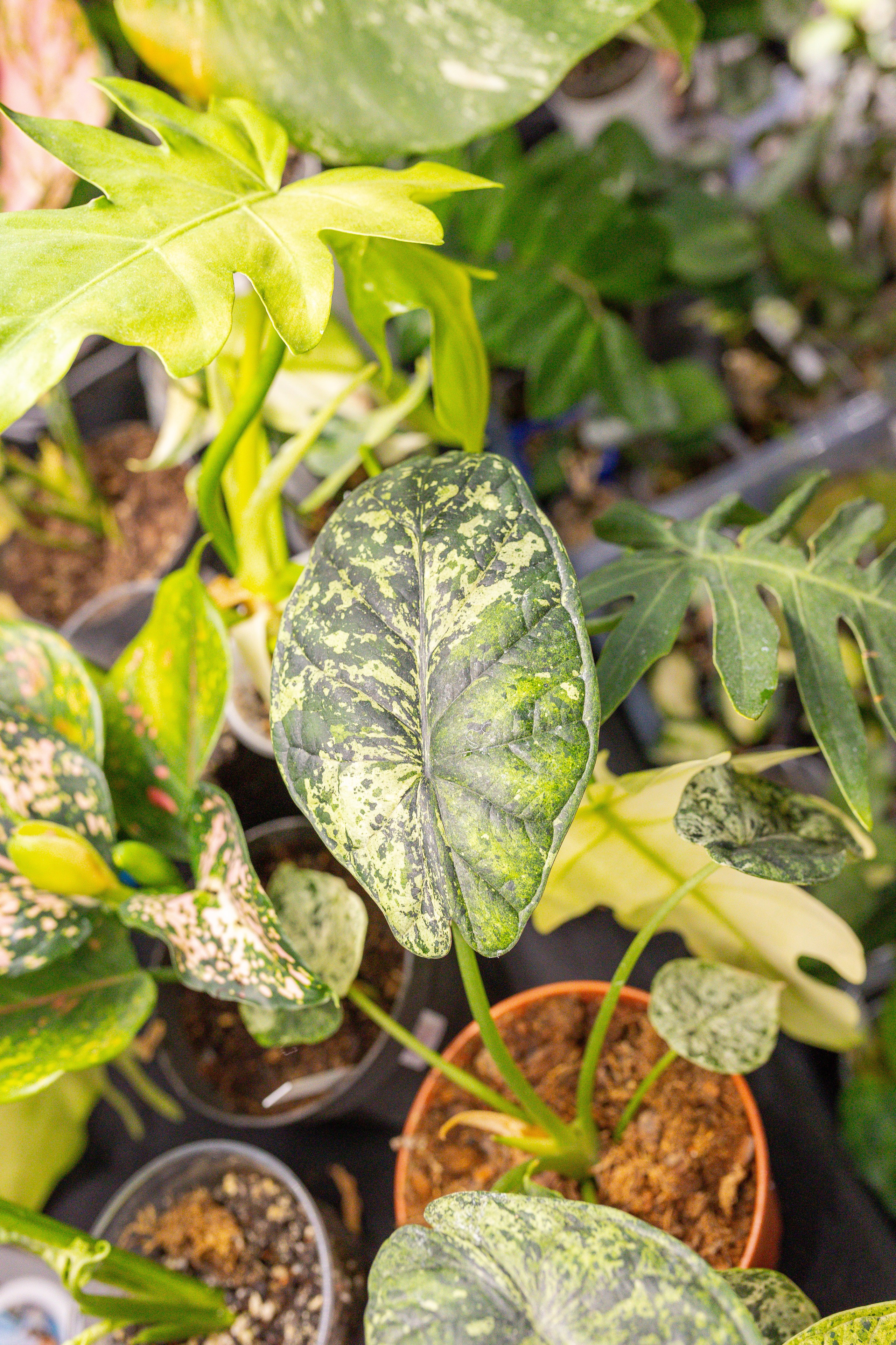 Монстериум 11–12 октября. Александра Куликова фотограф, Москва