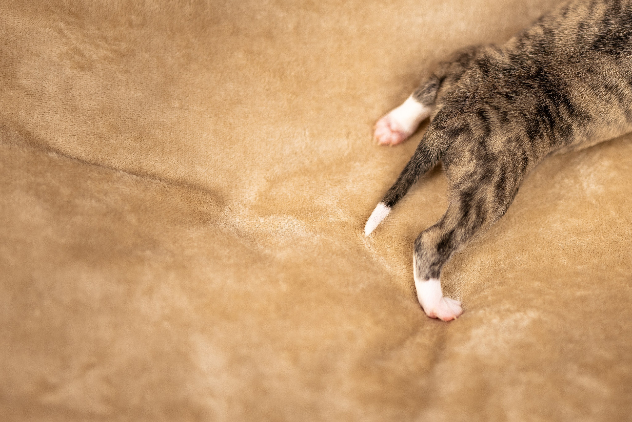 Уиппет. Фотограф и видеограф анималист Аганина Дарья