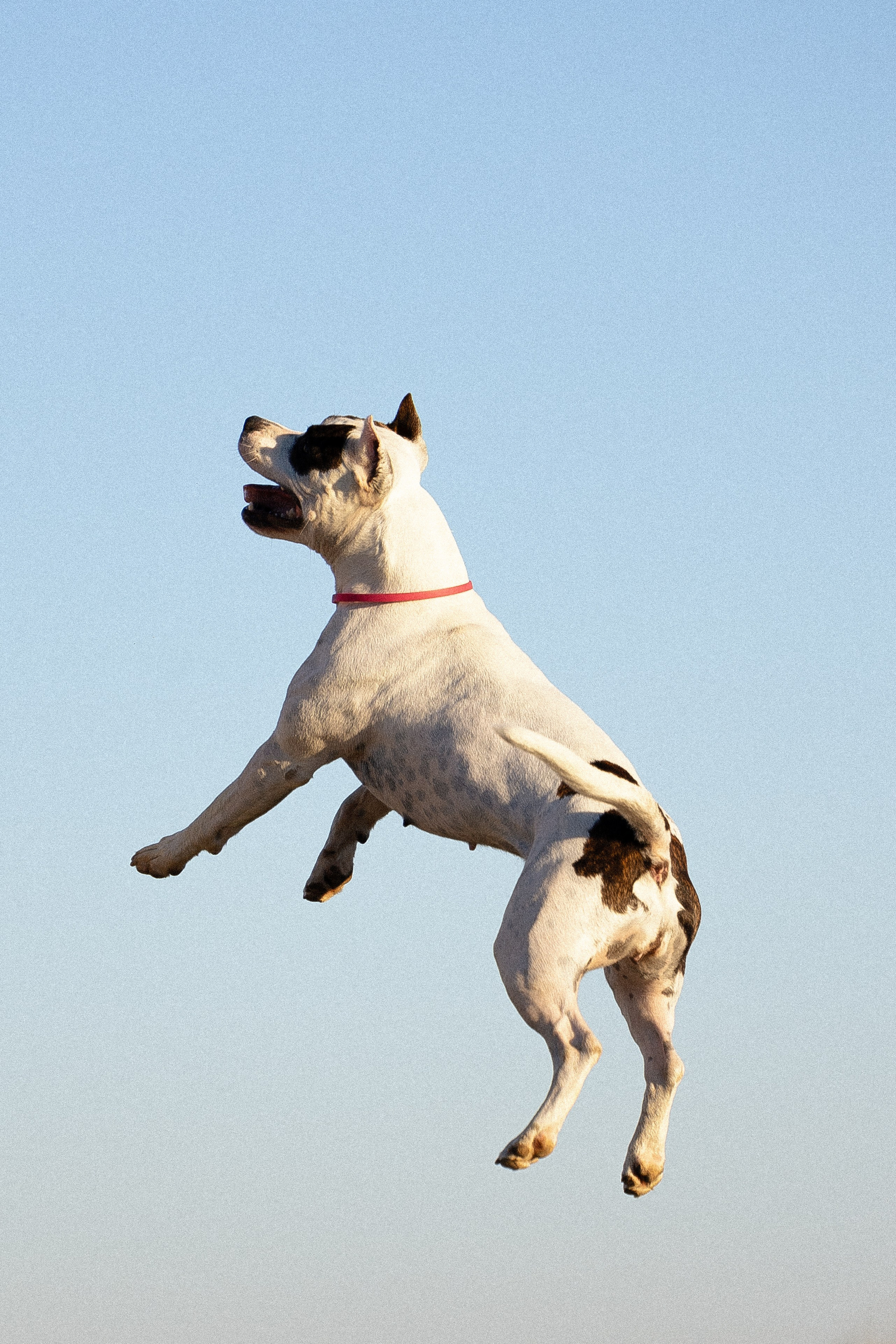 Женя, Афра и Молли. Фотограф и видеограф анималист Аганина Дарья