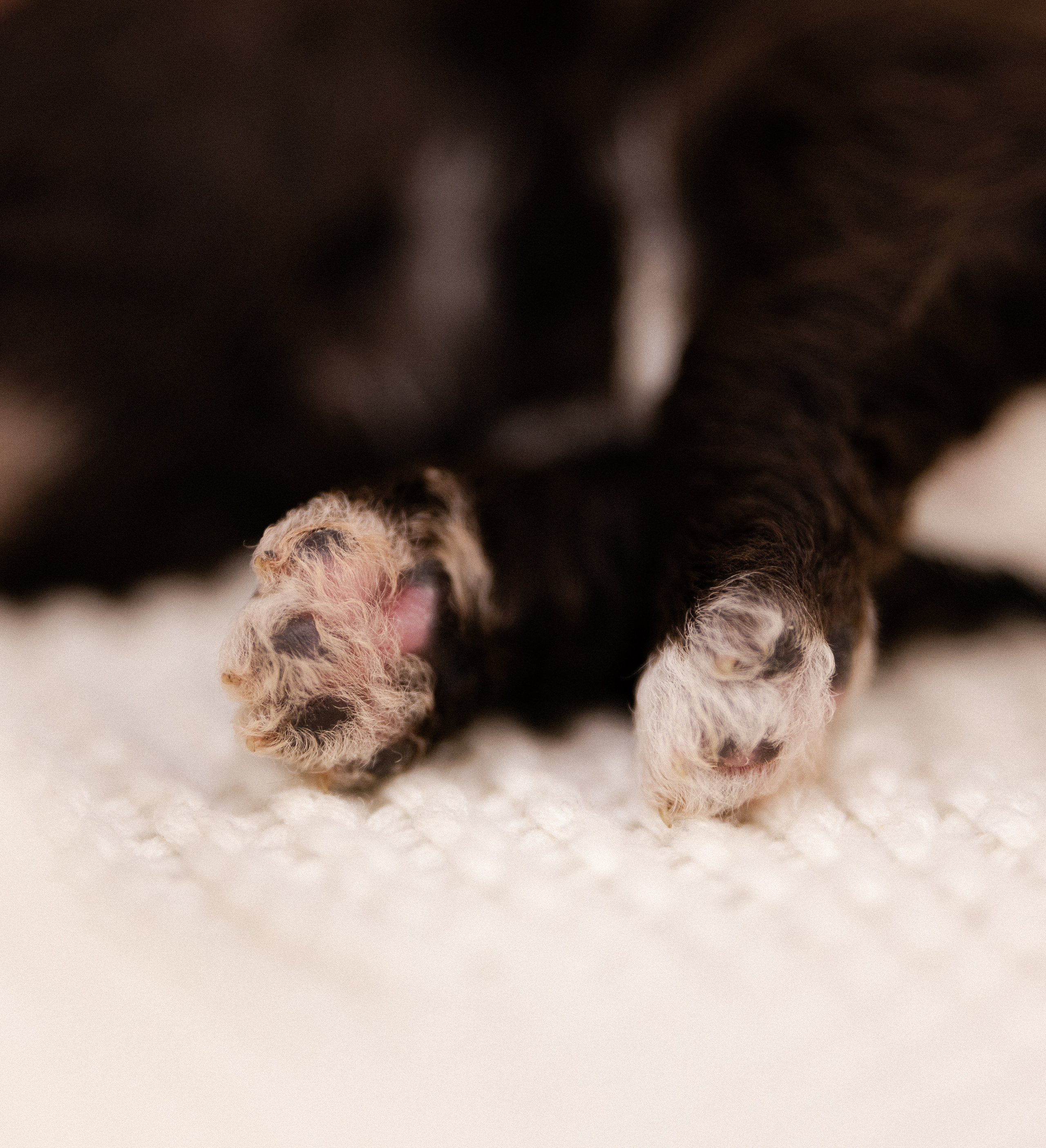 Лаготто Романьоло. Фотограф и видеограф анималист Аганина Дарья