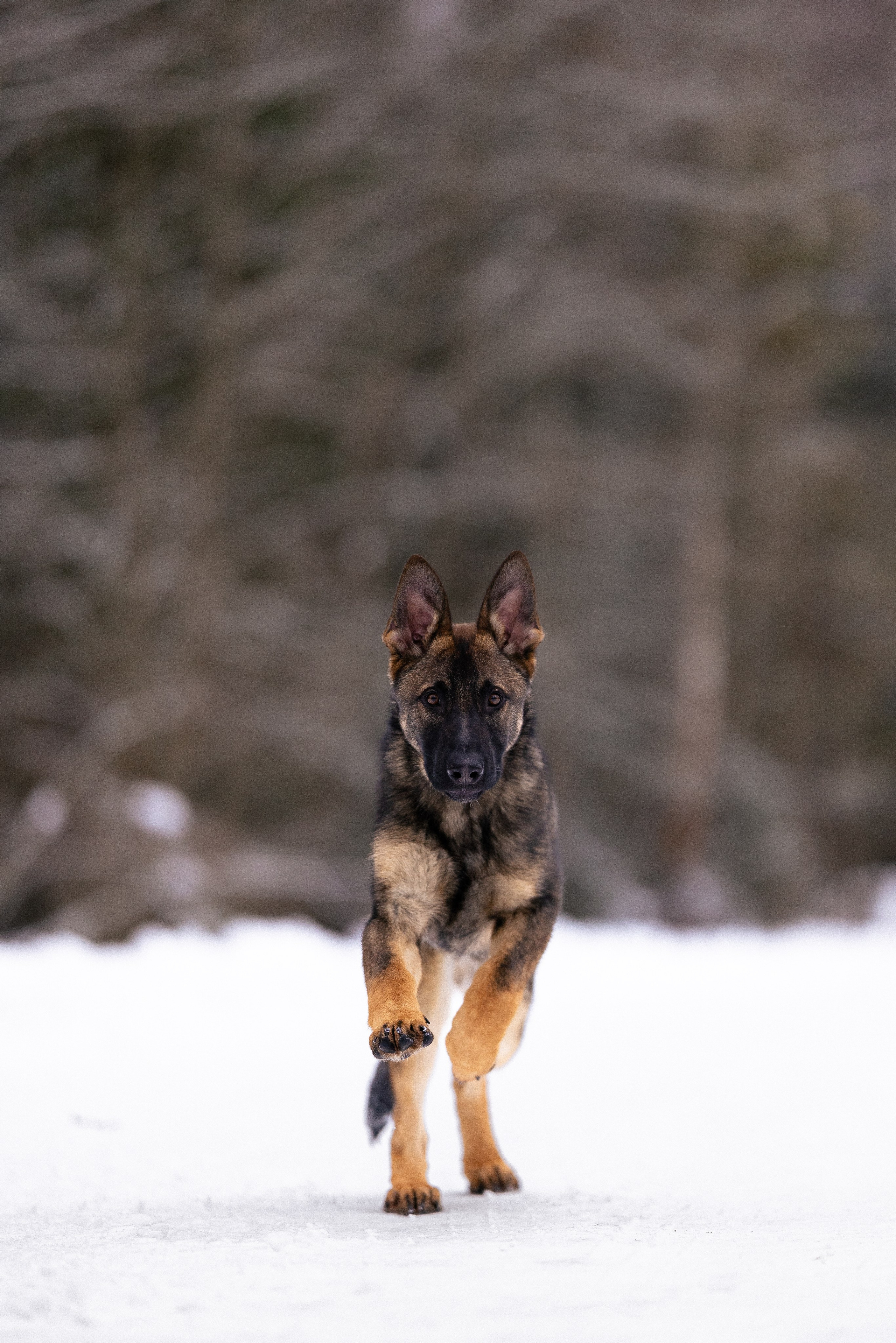 Немецкая овчарка. Фотограф и видеограф анималист Аганина Дарья