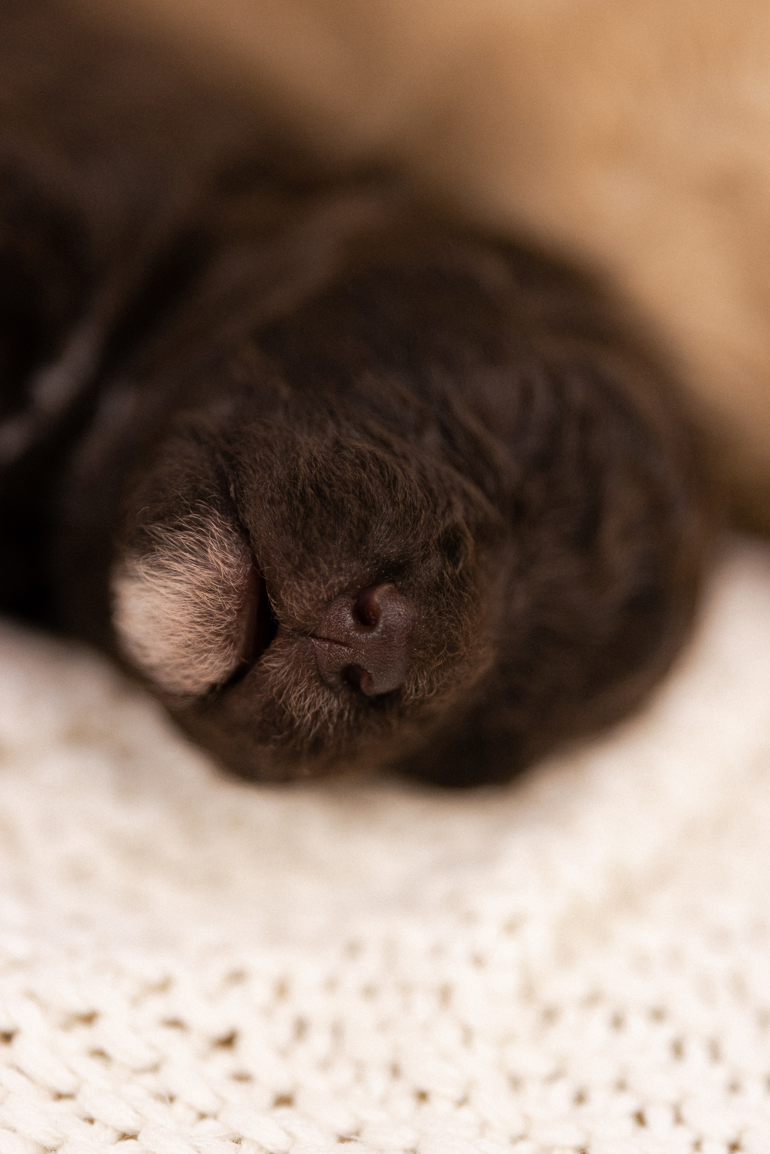 Лаготто Романьоло. Фотограф и видеограф анималист Аганина Дарья