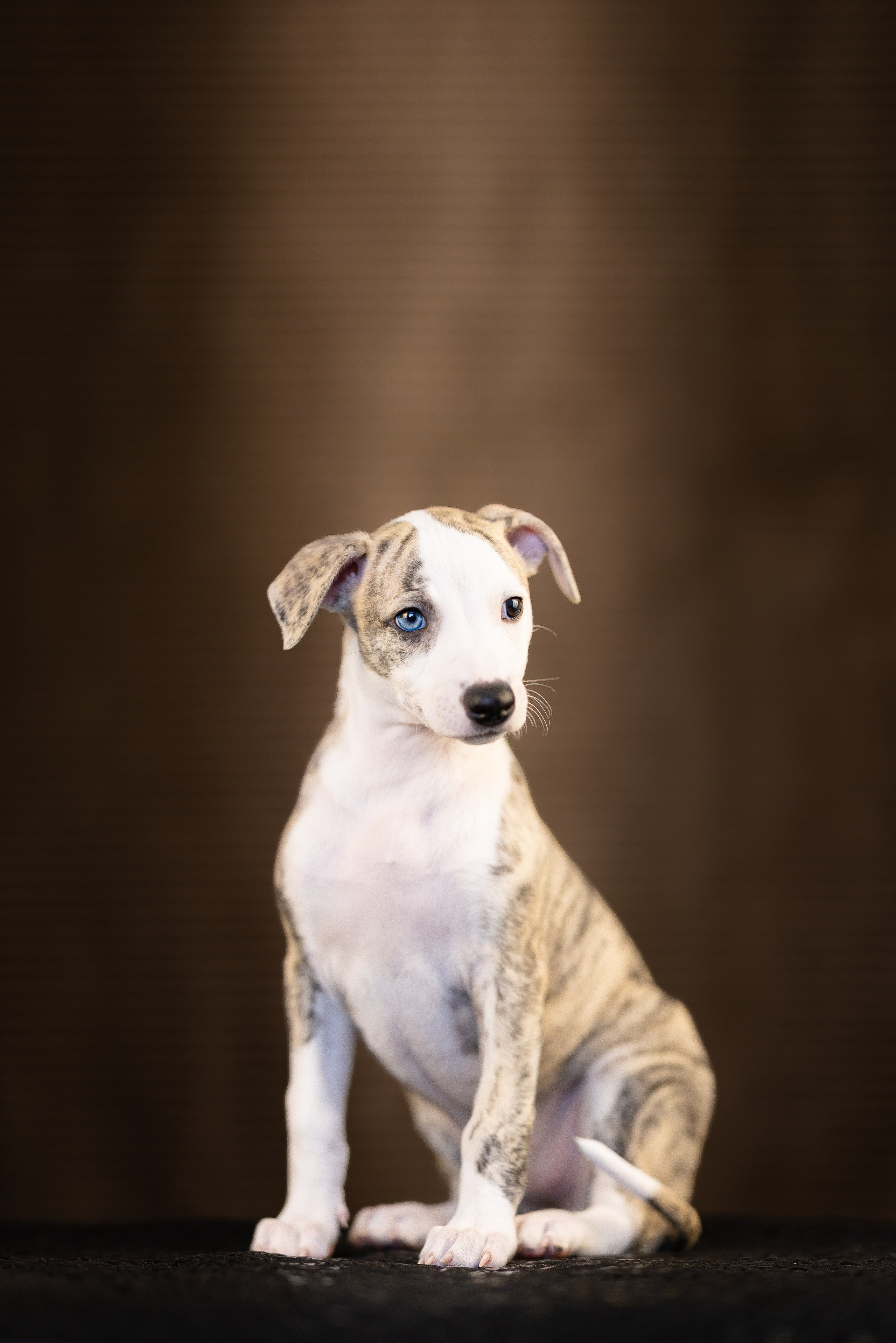 Уиппет. Фотограф и видеограф анималист Аганина Дарья