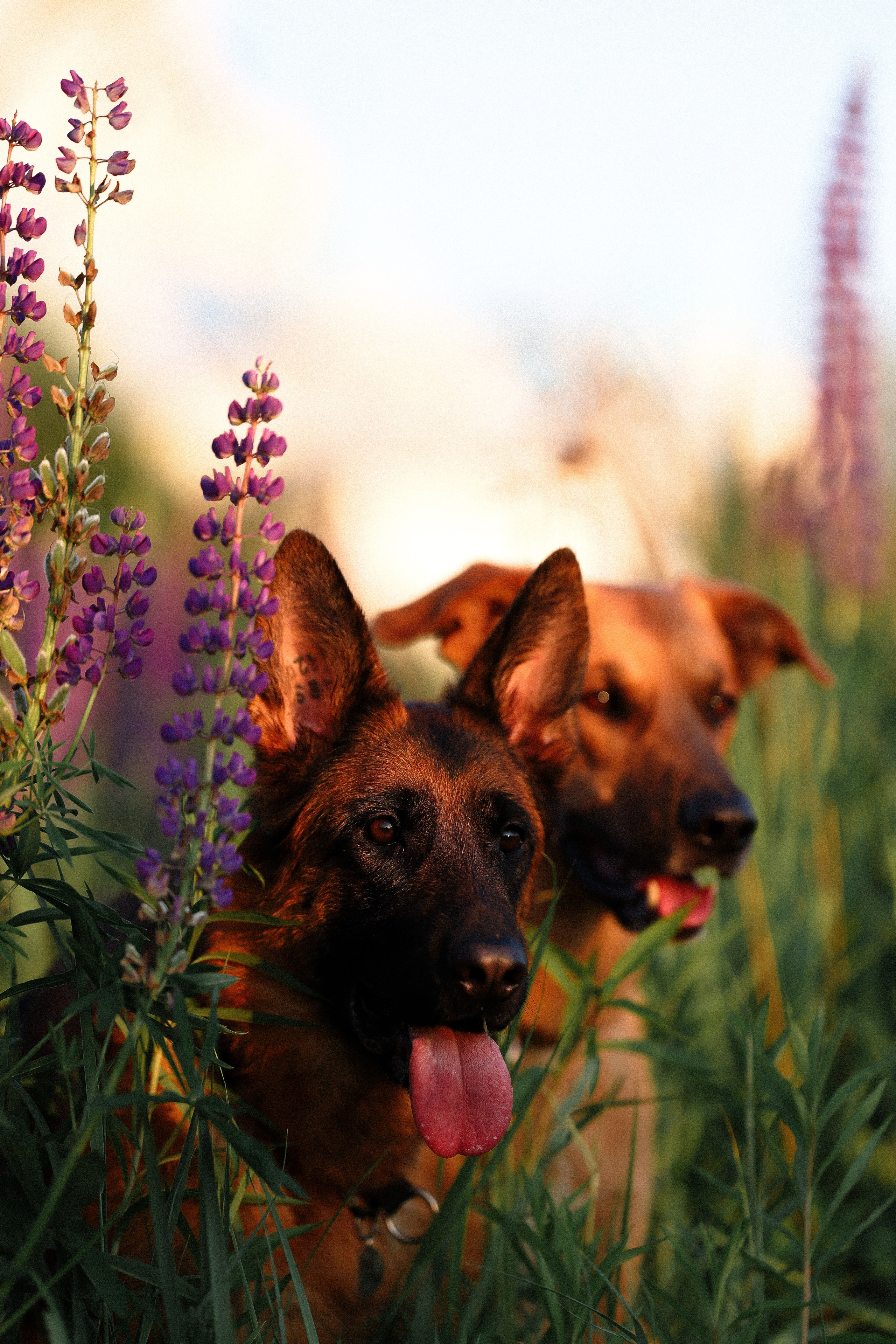 Тео и Гуччи. Фотограф и видеограф анималист Аганина Дарья